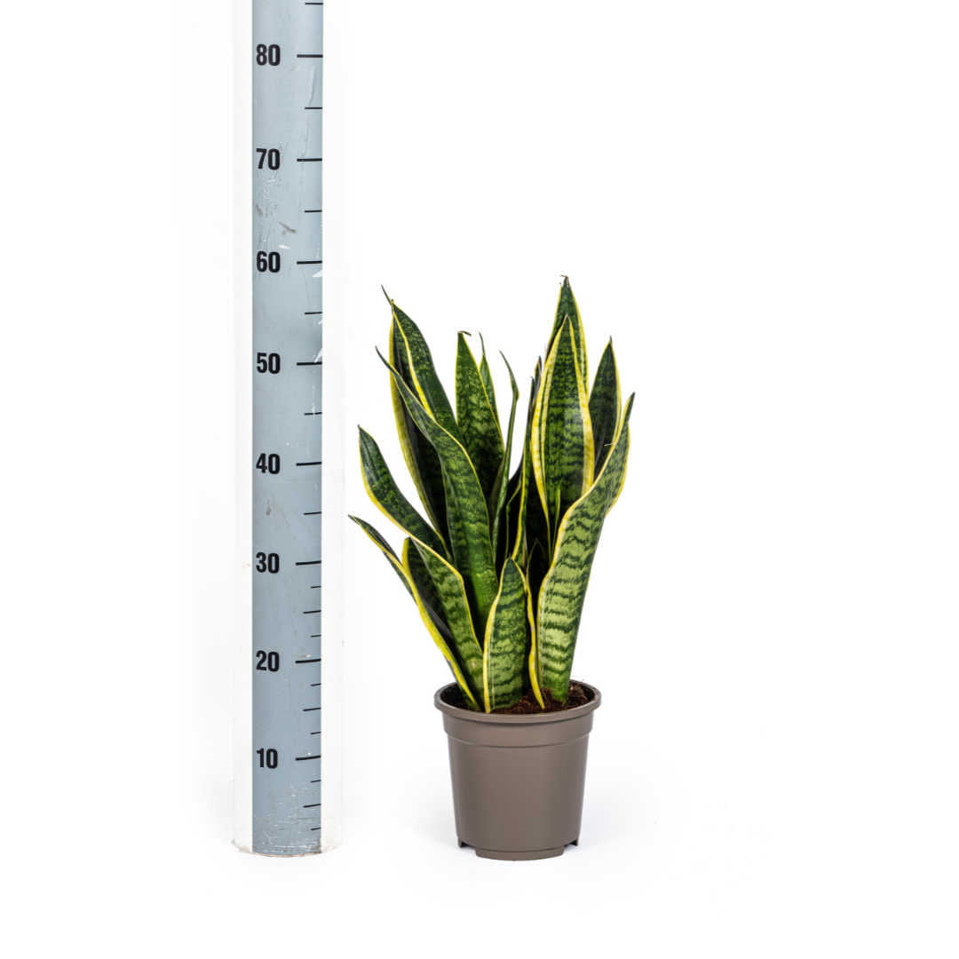 Sansevieria Trifasciata Futura Superba – Ø17cm – ↕45-55cm