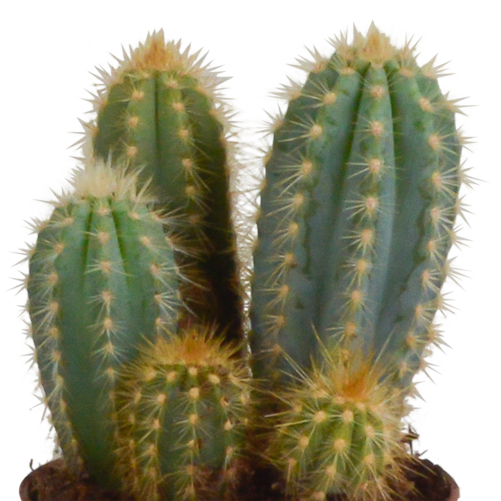 Cereus Säulenkaktus Mix in handbemalter Mexikanischer Vase