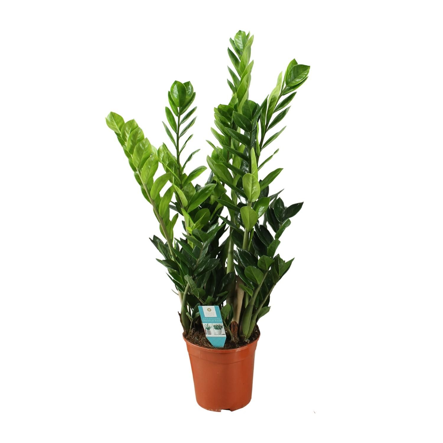 Zamioculcas Zimmerpflanze mit Glänzenden Blättern