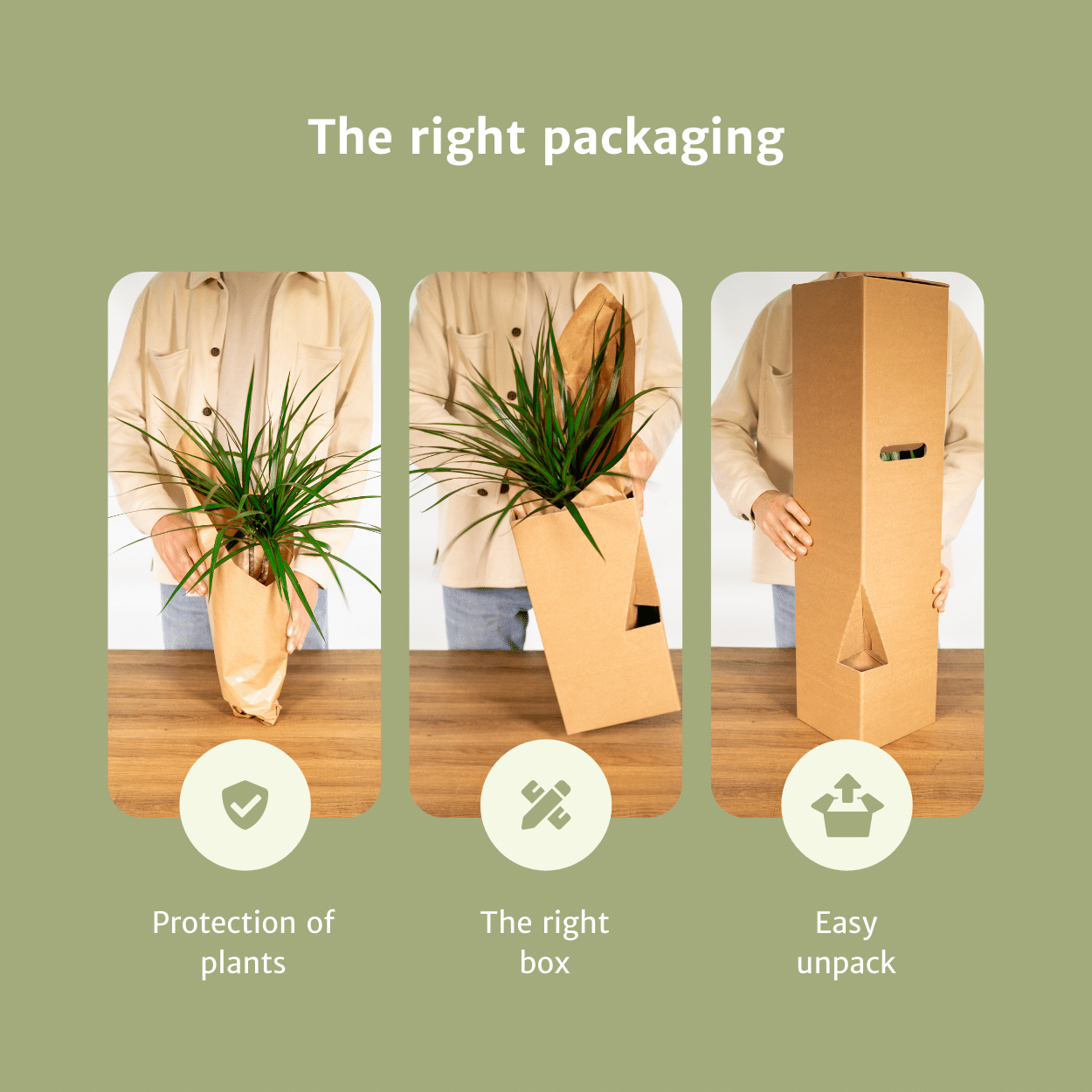 Aloe Vera Sukkulente Zimmerpflanze
