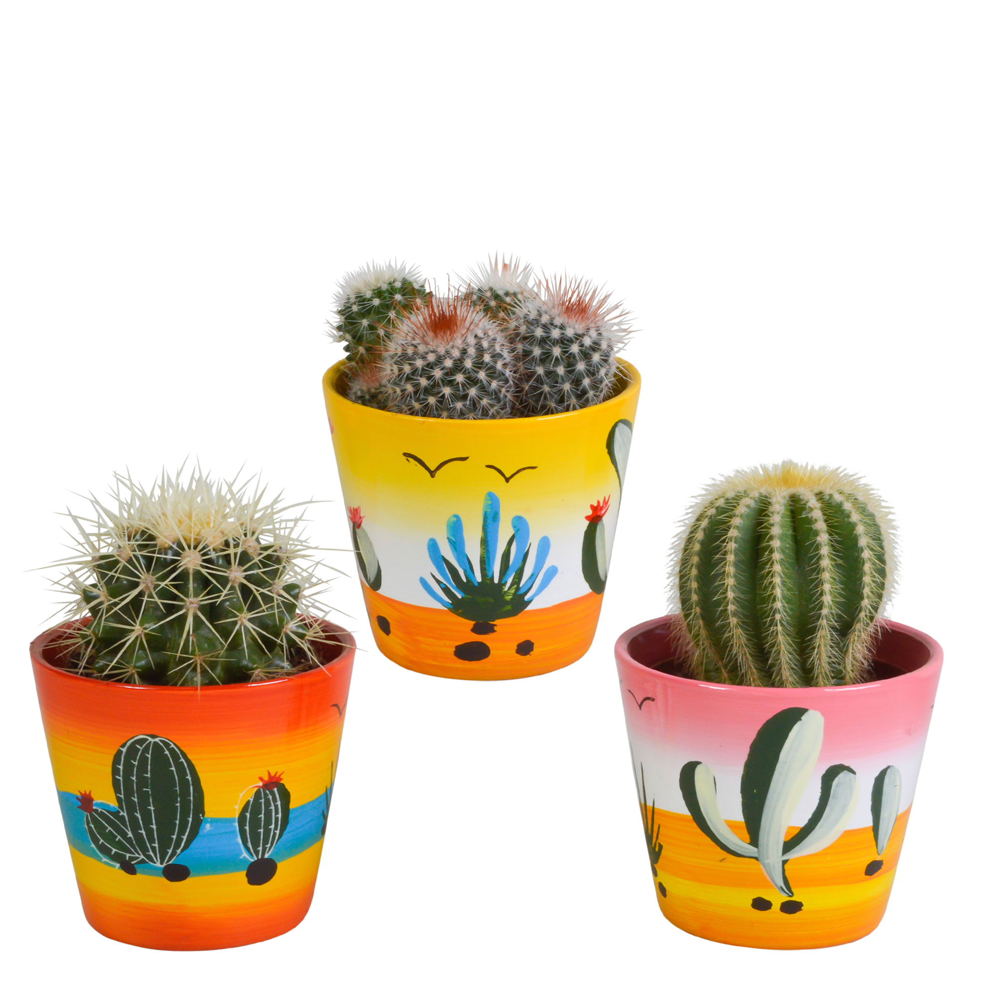 Bolcactus Mix in handbemaltem Mexikanischen Topf