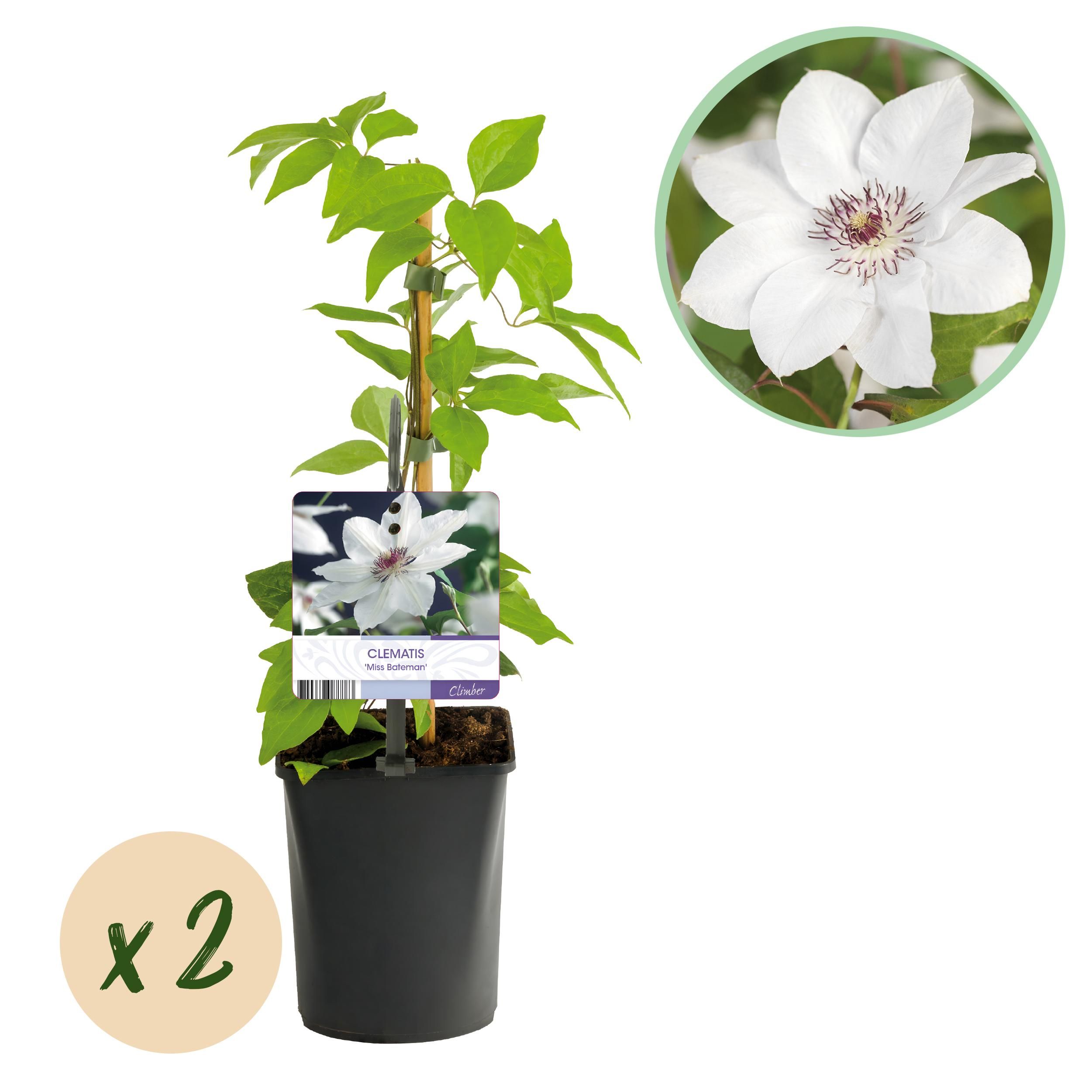 Clematis Miss Bateman – 2 Pflanzen – Kletterpflanze Rosa – Wenig Pflege