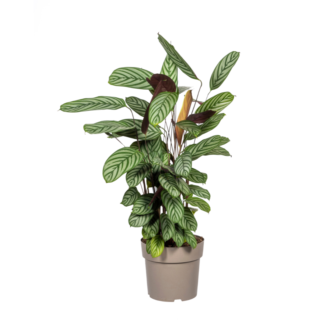 Calathea Oppenheimiana – Prachtvolle Blätter – Ø24cm