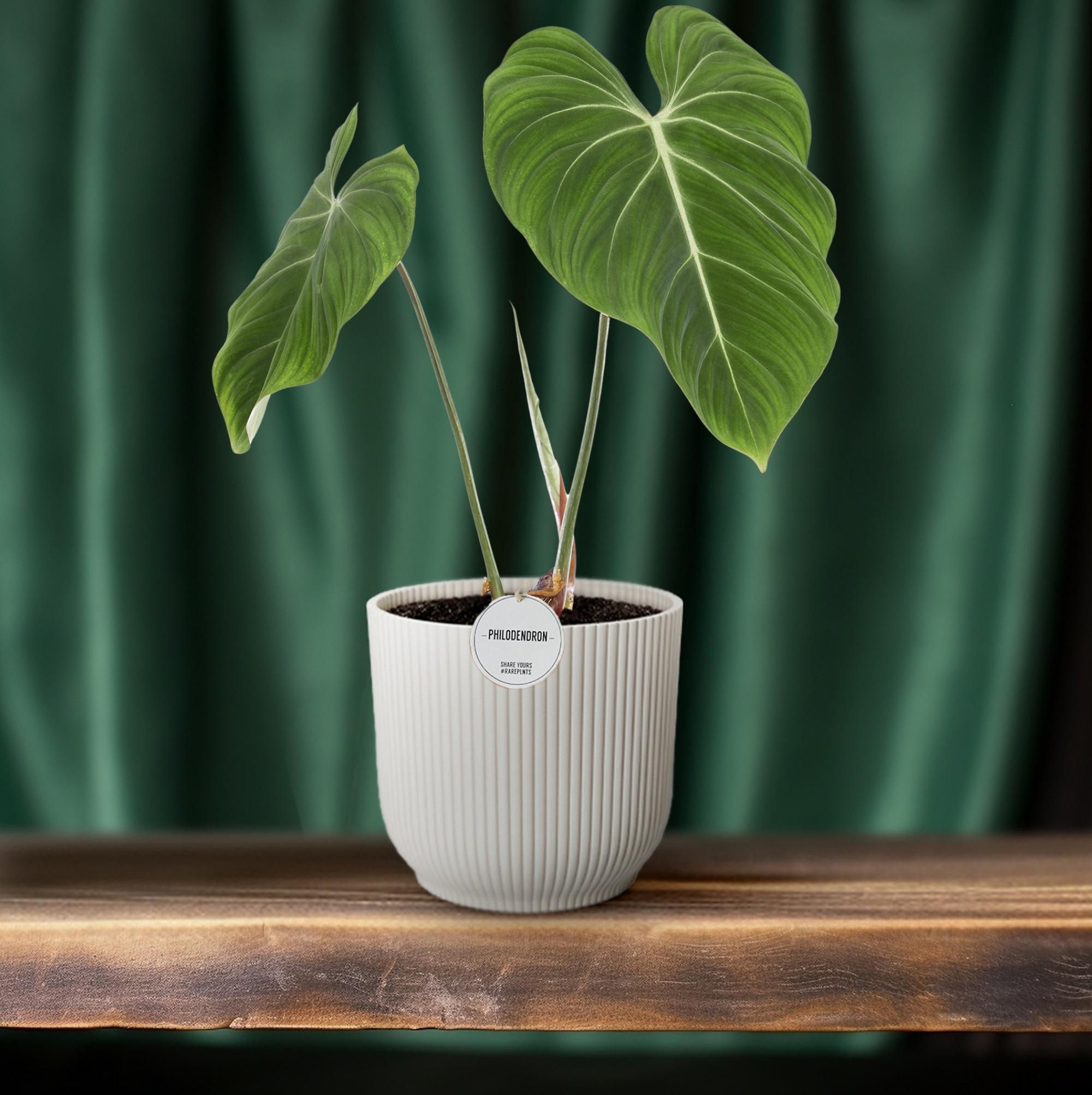 Philodendron Gloriosum Zimmerpflanze