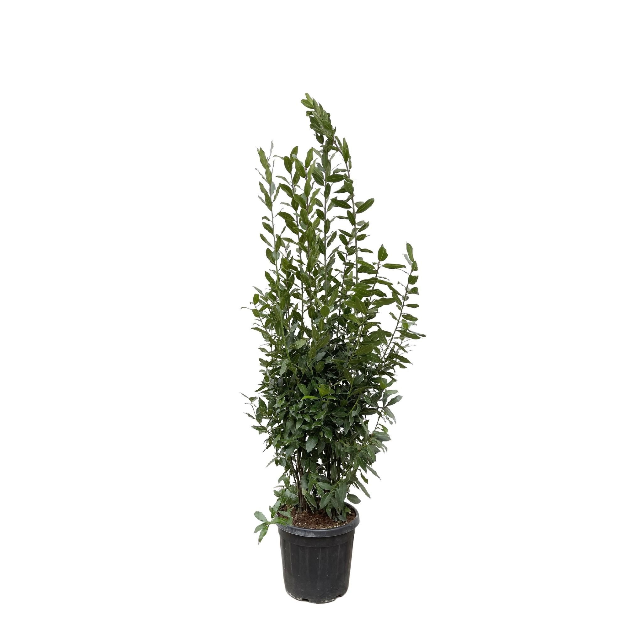 Laurus Nobilis Lorbeer Baum