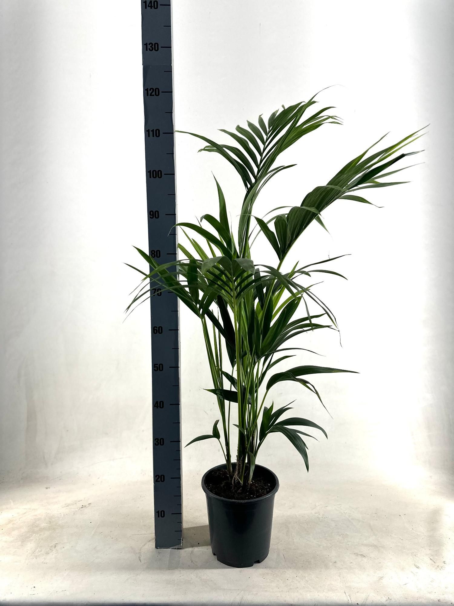 Kentia Palme - elegante Zimmerpflanze