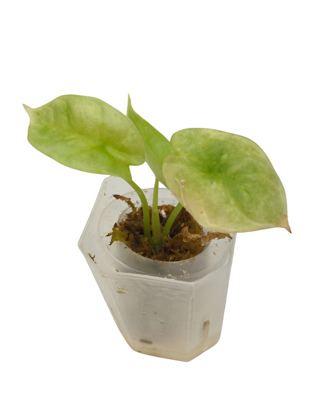 Alocasia baginda Silver Dragon