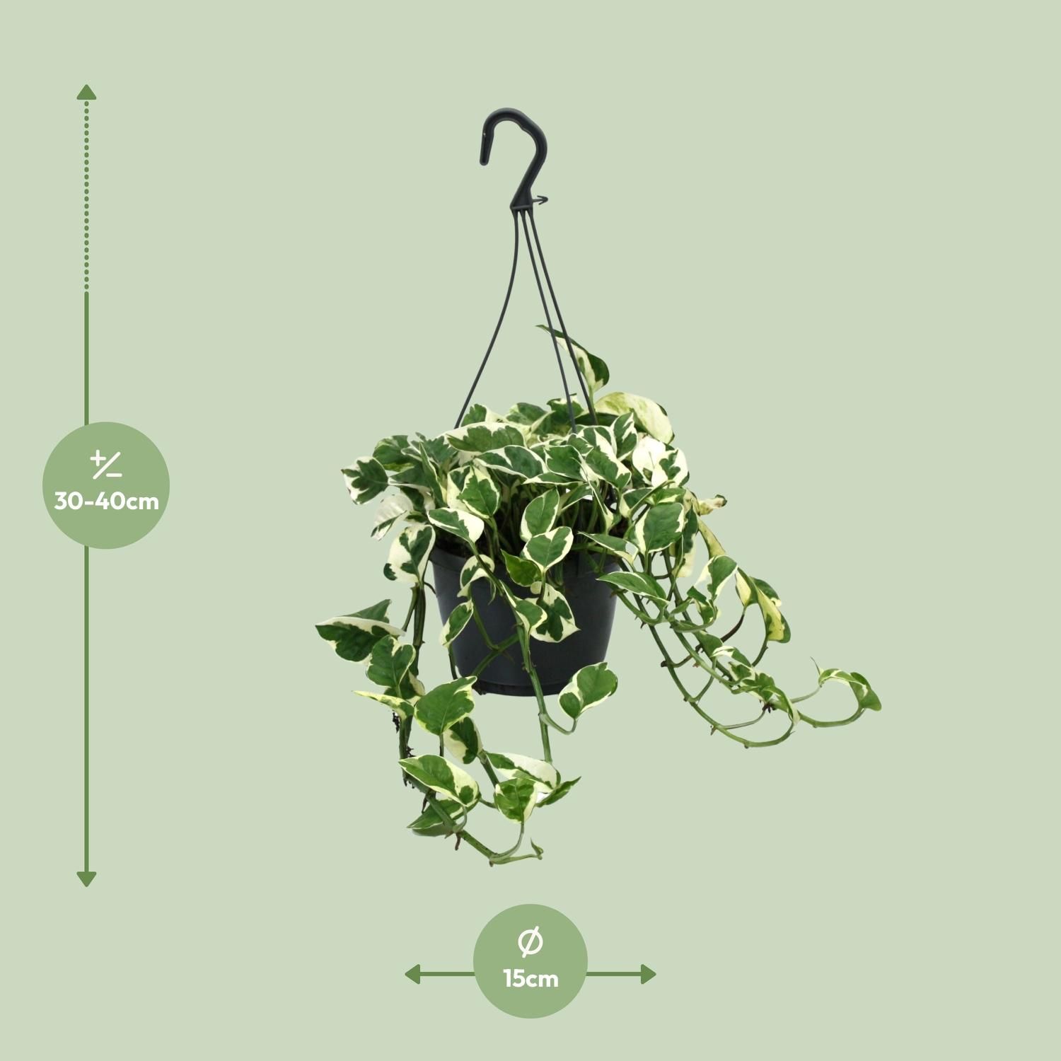Scindapsus N’Joy Zimmerpflanze mit buntem Laub