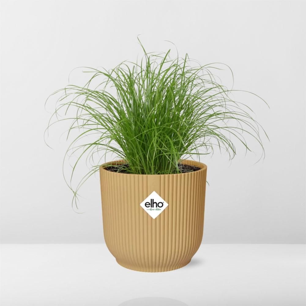 Cyperus Alternifolius Schirmpflanze im ELHO Fold Topf