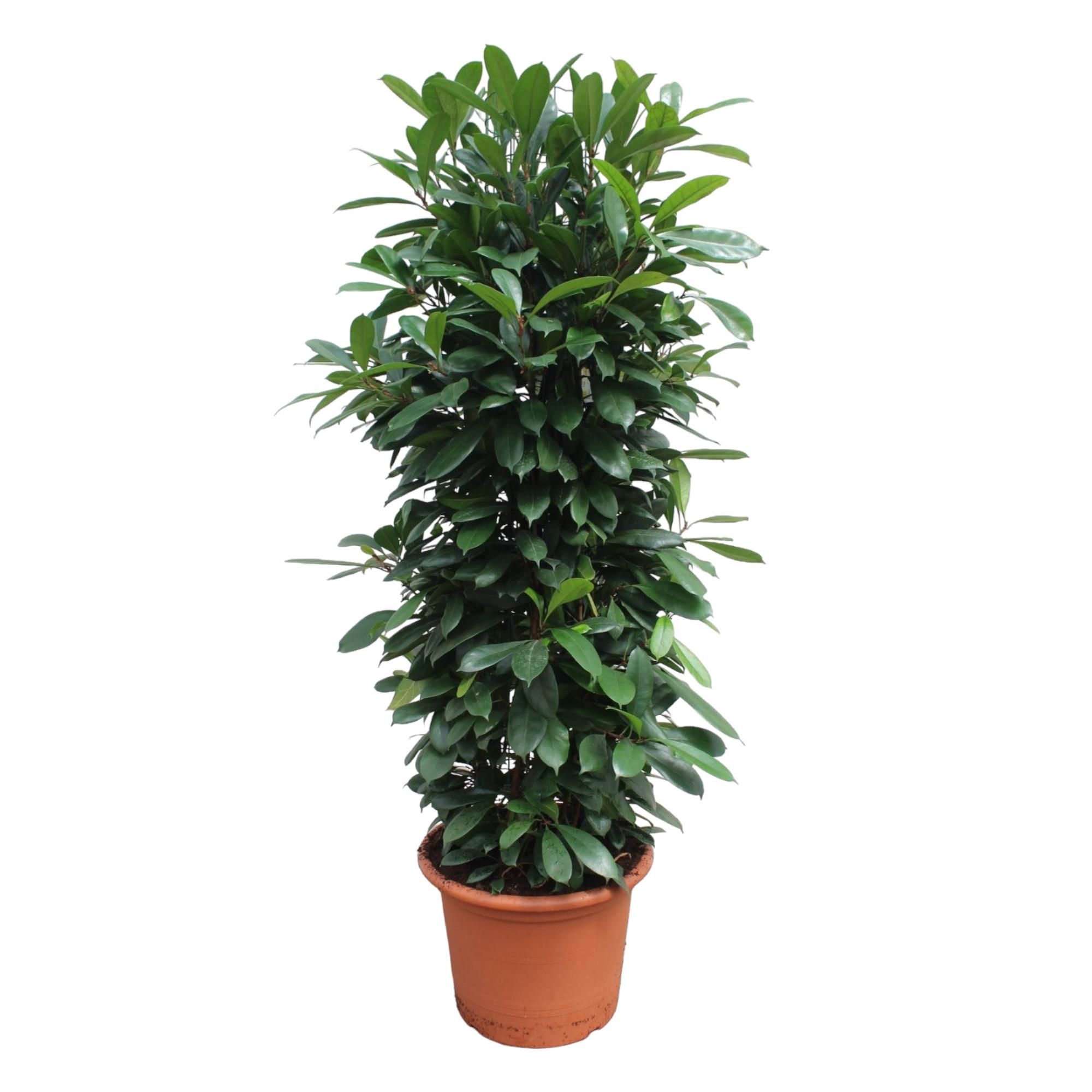 Ficus Cyathistipula Zimmerpflanze