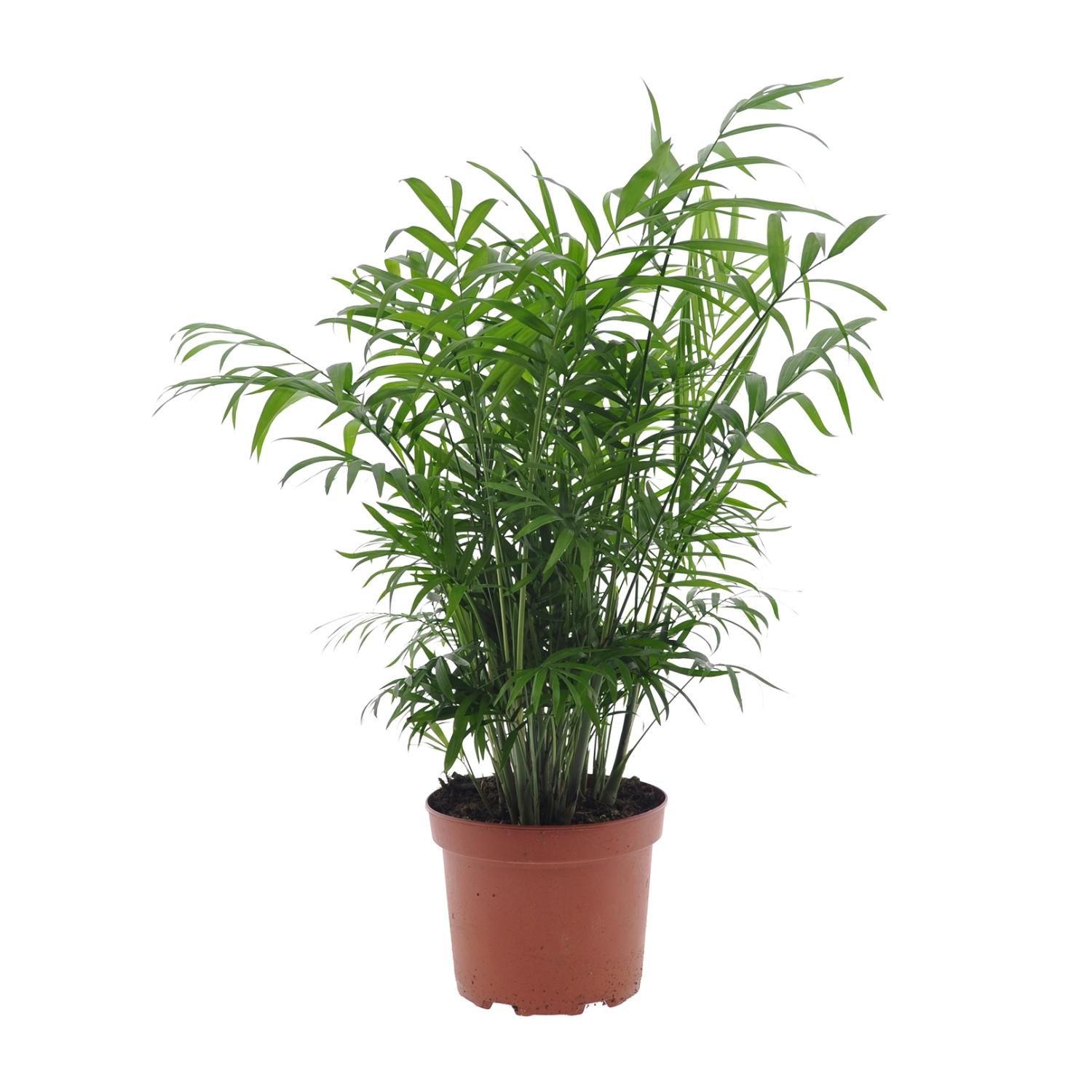 Chamaedorea Elegans Zwergbernpalme Zimmerpflanze