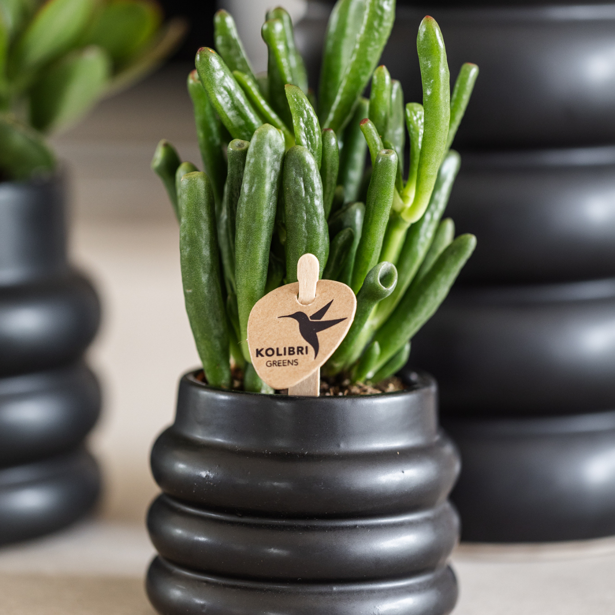 Crassula Hobbit Sukkulente grüne Zimmerpflanze