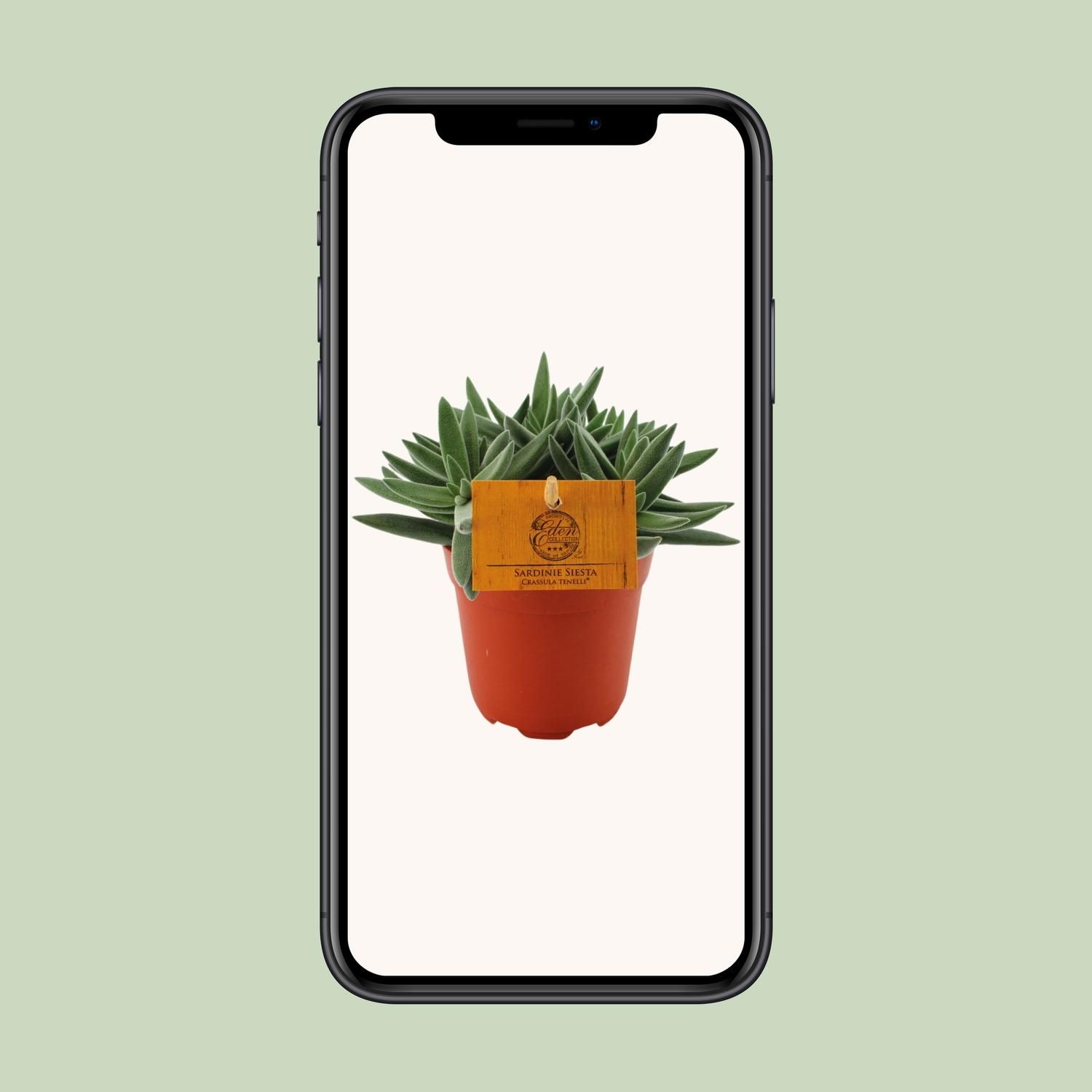 Crassula Tenelli Jadepflanze