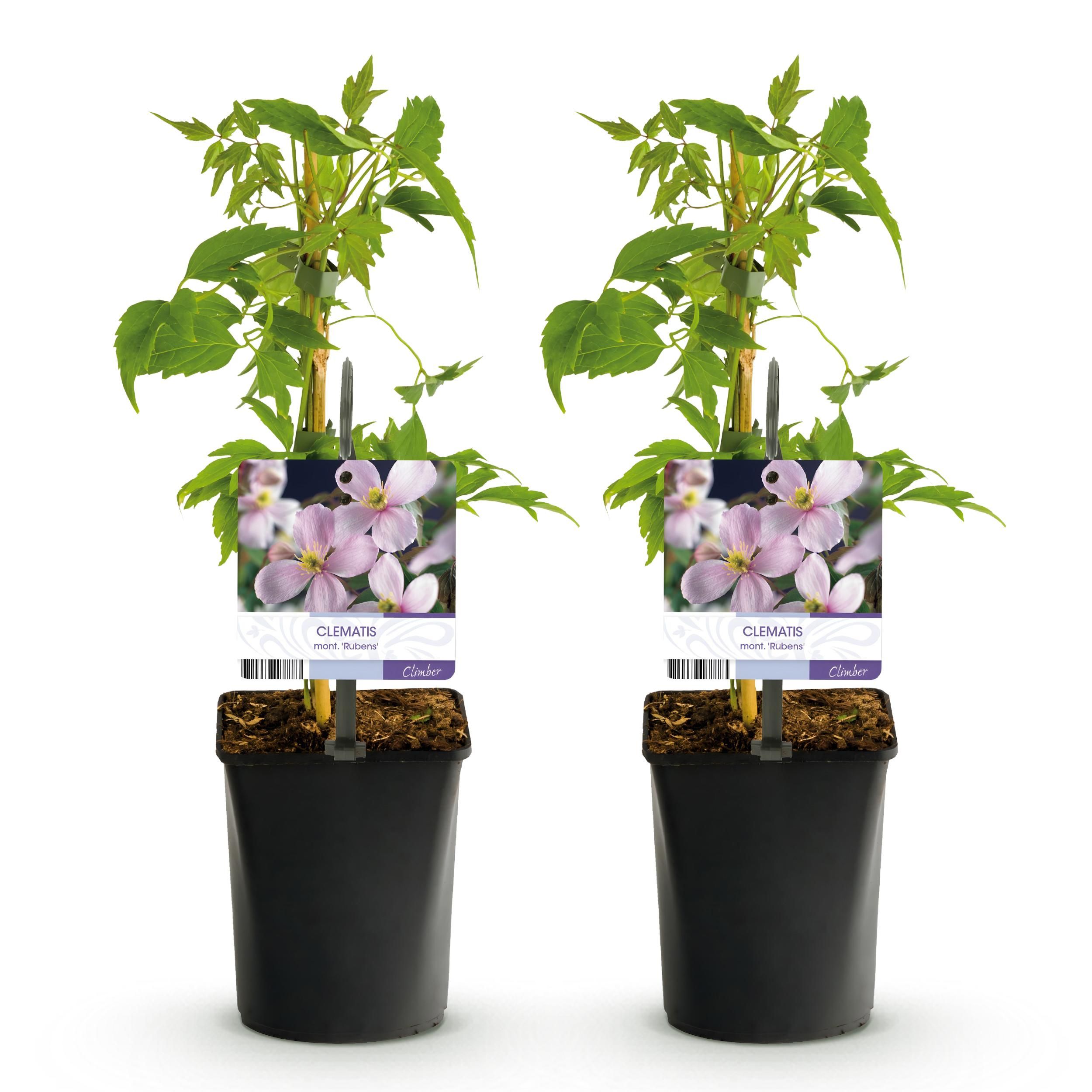 Clematis montana Rubens – 2 Kletterpflanzen – Rosa Blüten – Frühblühend
