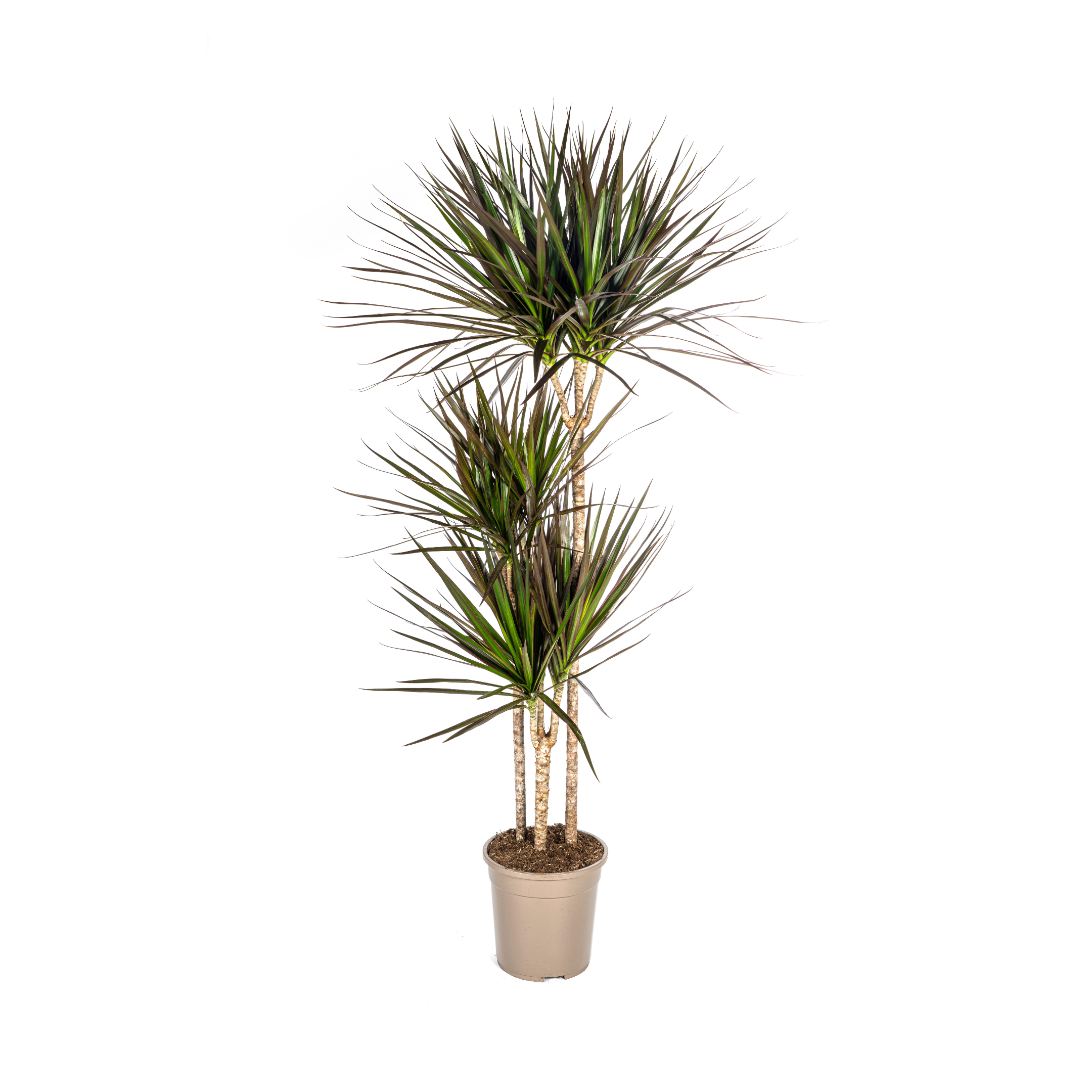 Dracaena Marginata Magenta – Robuste Zimmerpflanze – 130-150cm hoch