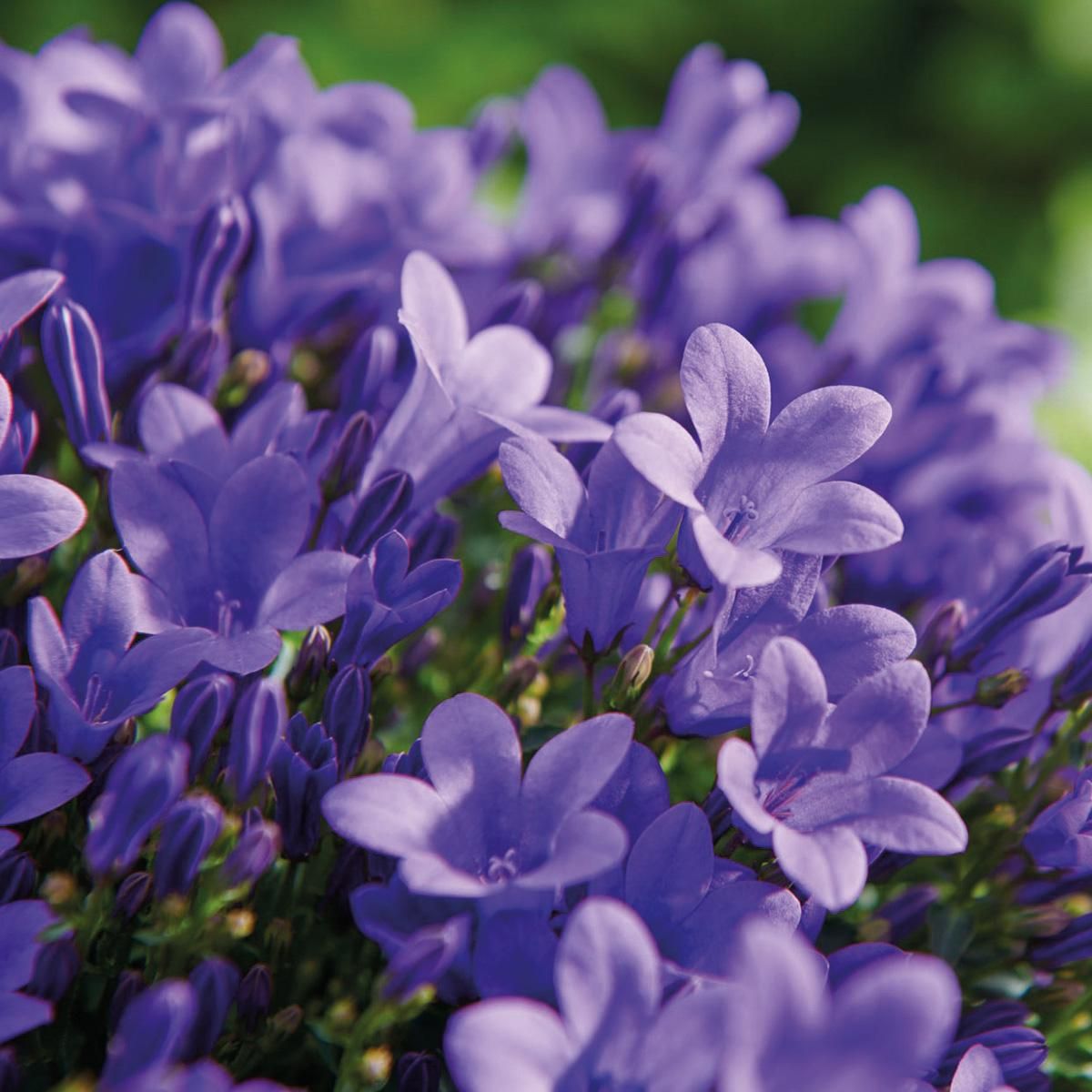 Campanula Addenda Glockenblume lila Bodendecker
