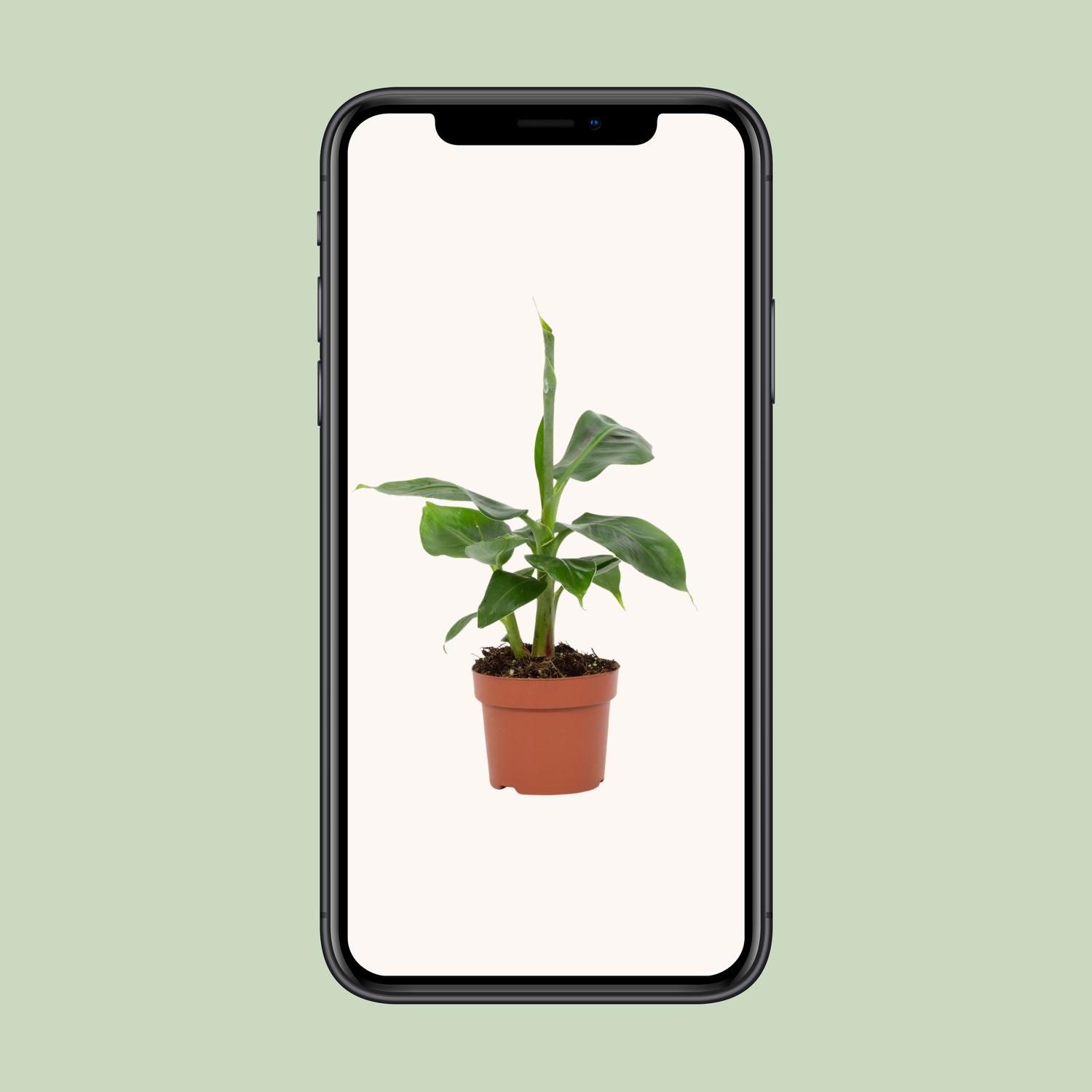 Musa Tropicana – Robuste Zimmerpflanze – Exotische Bananenstaude – Ideal für Zuhause
