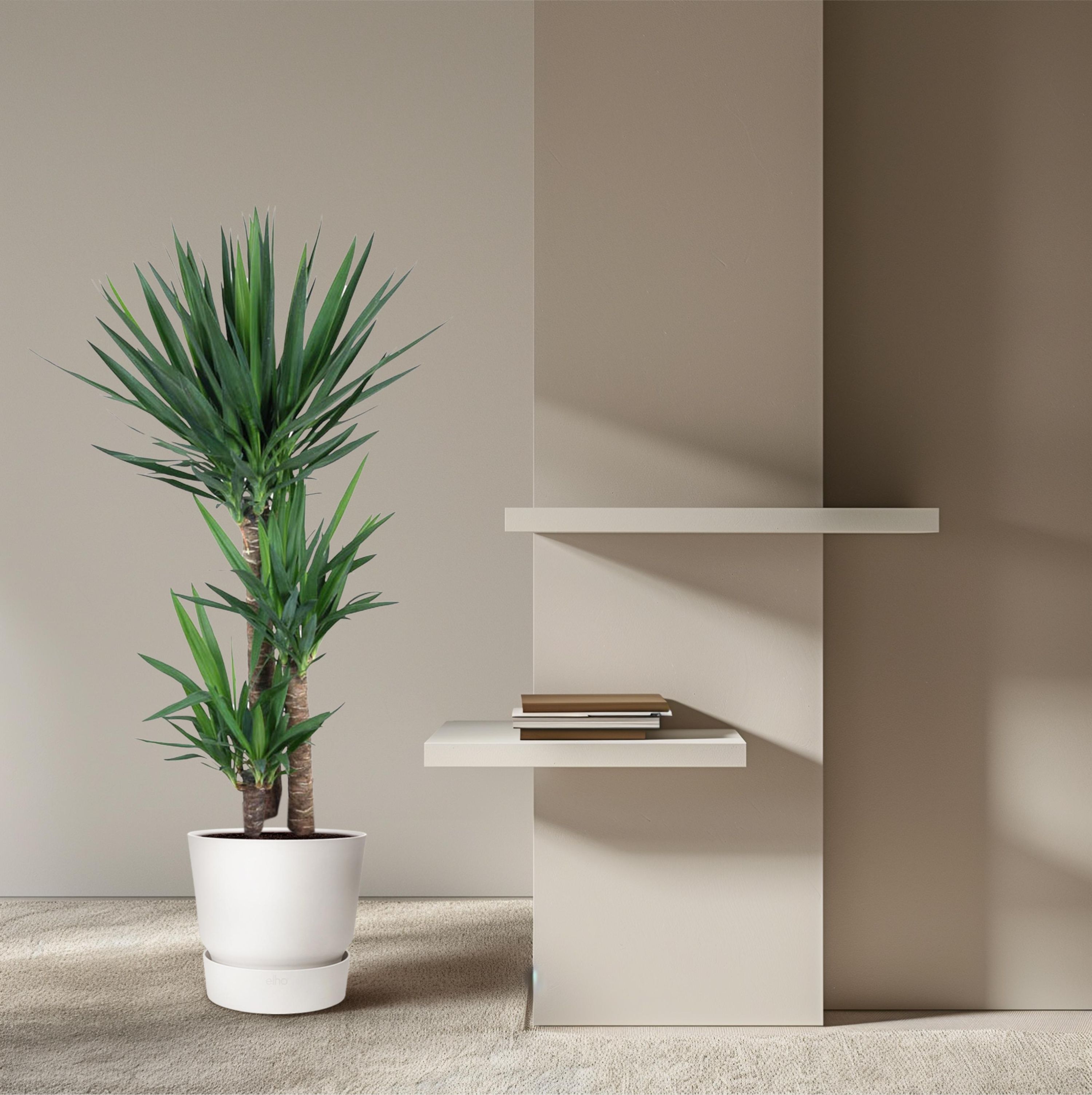 Yucca Elephantipe Elefantenpalme | 140 cm Höhe, Ø 27 cm Topf – Exotische Zimmerpflanze für Wohnräume