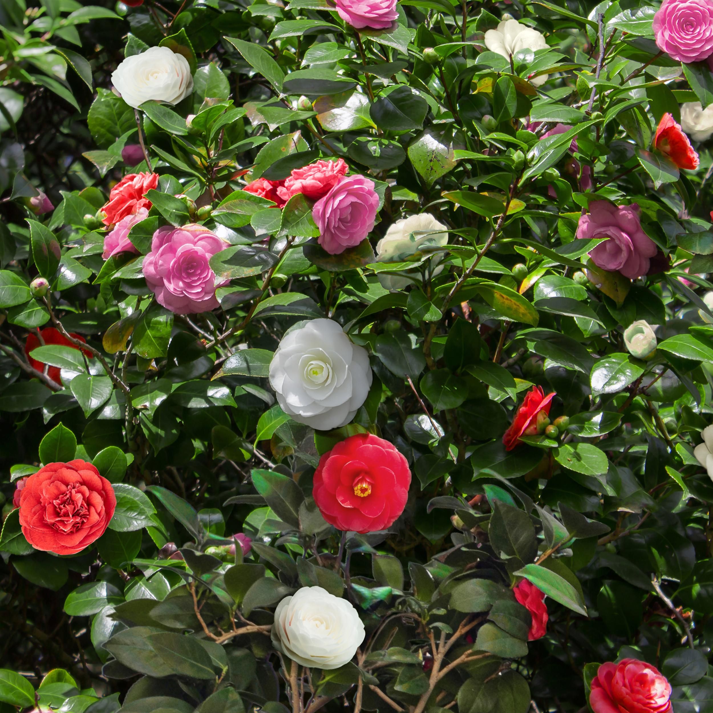 Kamelie Tricolor – Rosa, Weiß & Rot – Immergrün – 3 Pflanzen im Set