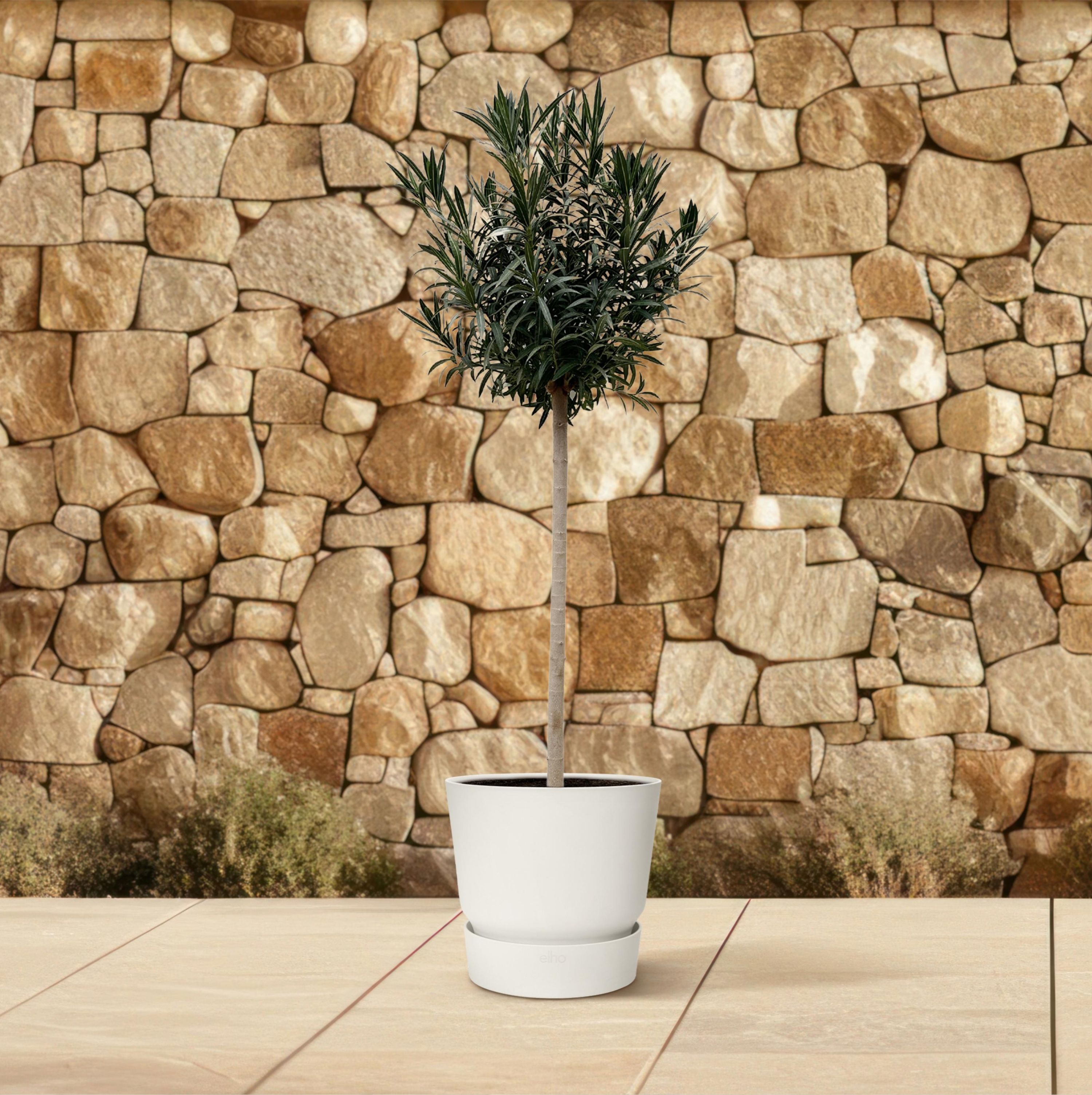 Nerium Oleander mit rosafarbenen Blüten