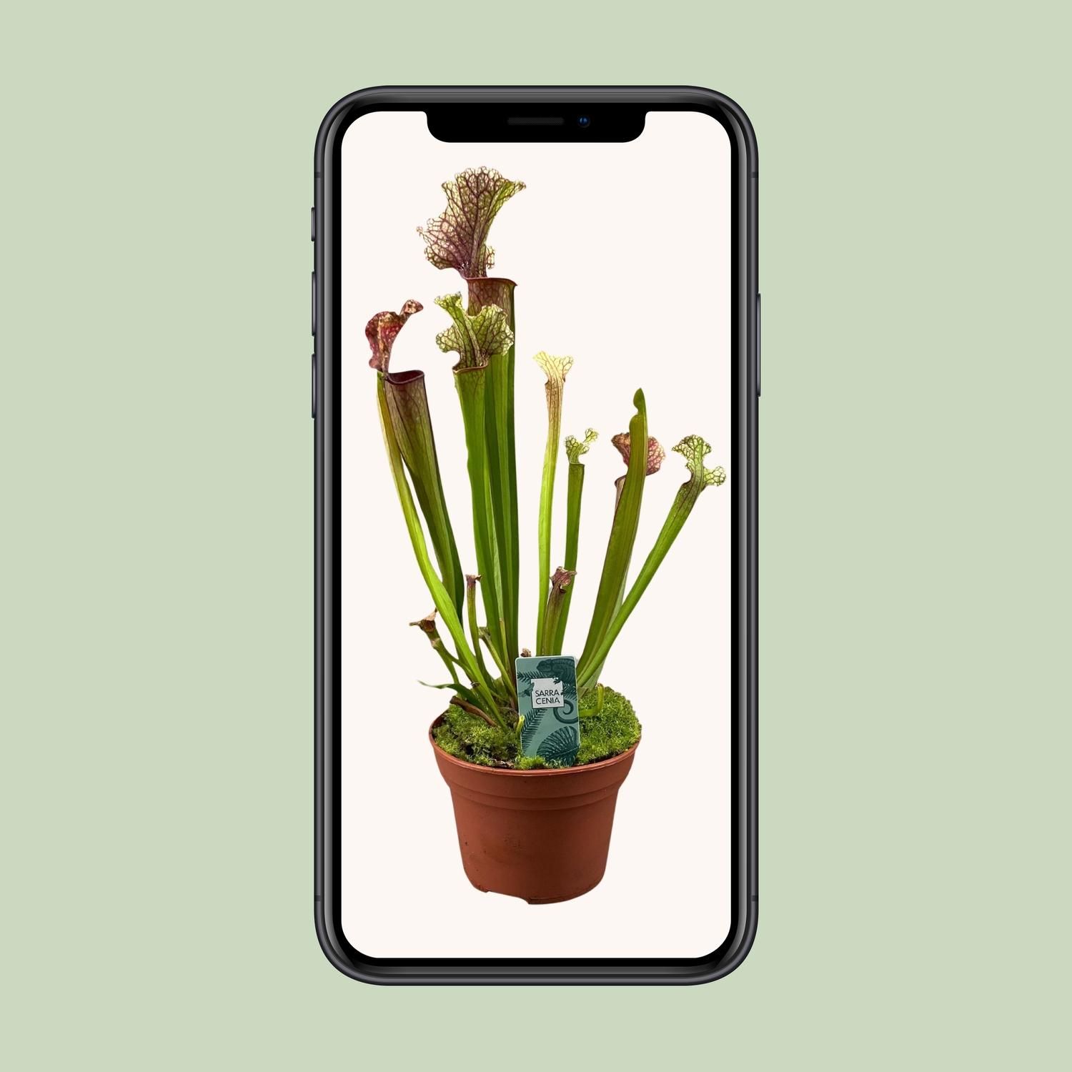 Exotische Sarracenia Judith Hindle Pflanze