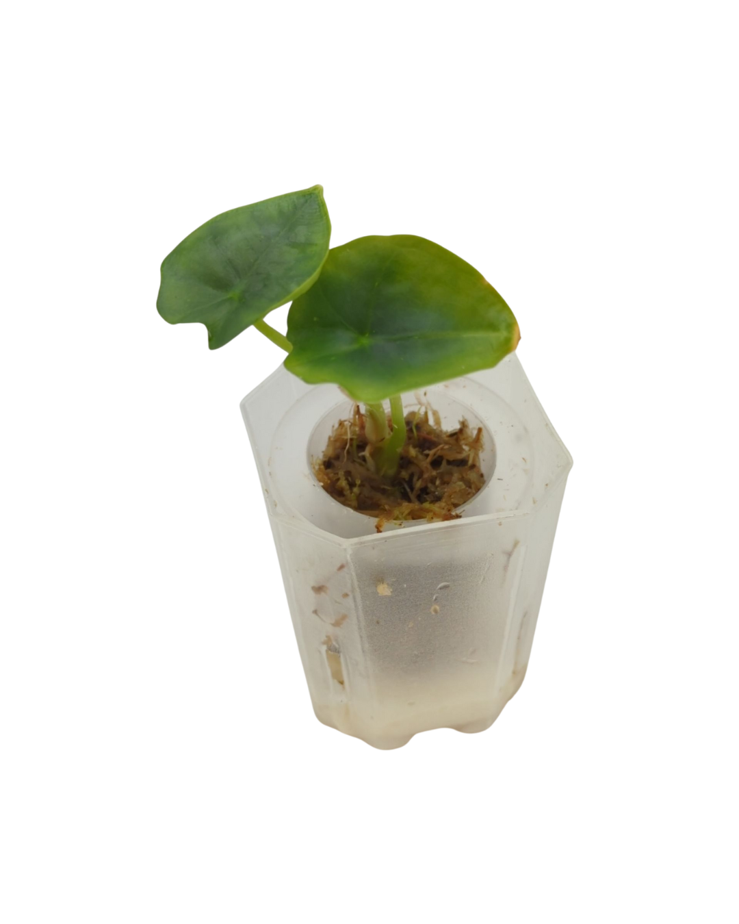Alocasia nebula Elaine