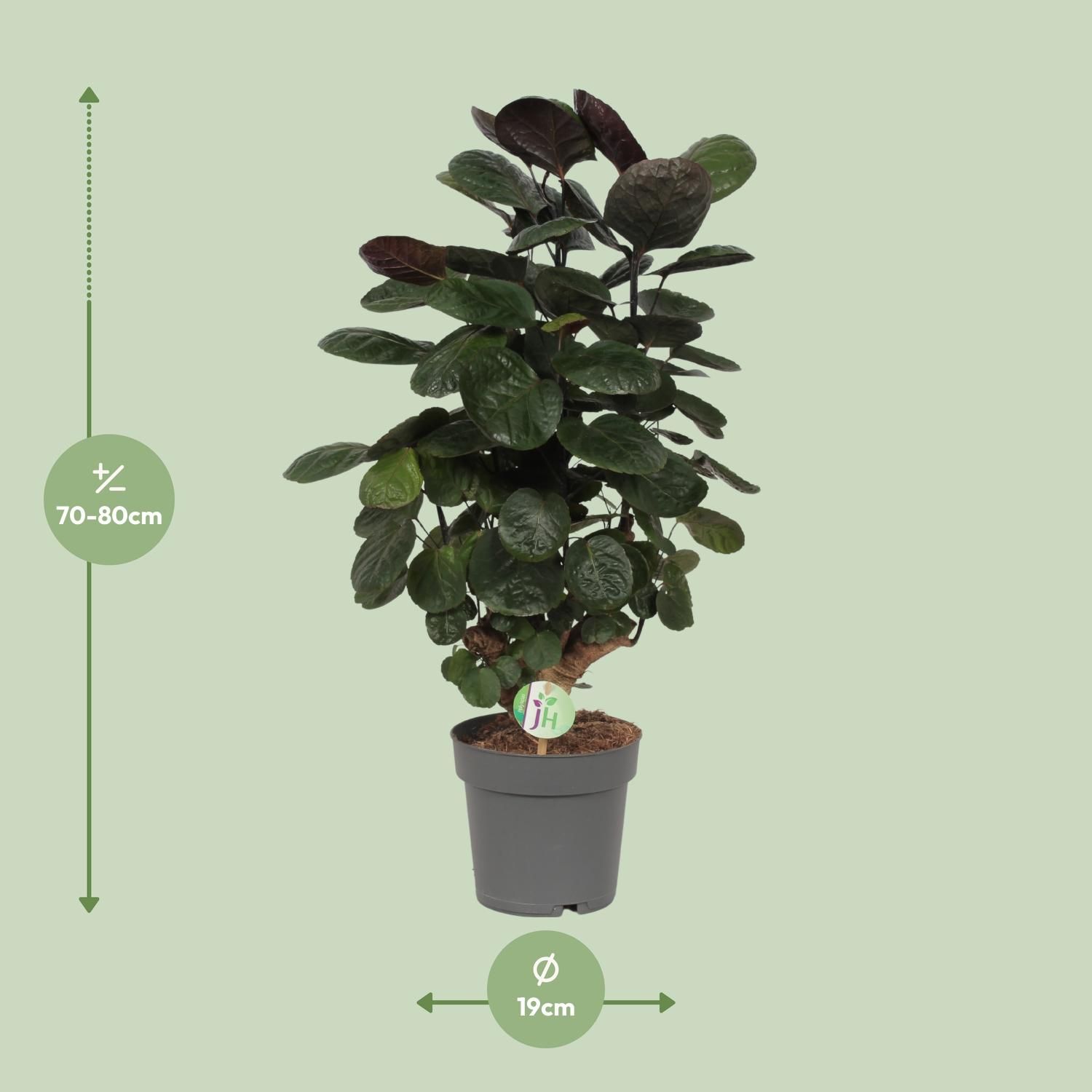 Polyscias Scutellaria Fabian Zimmerpflanze