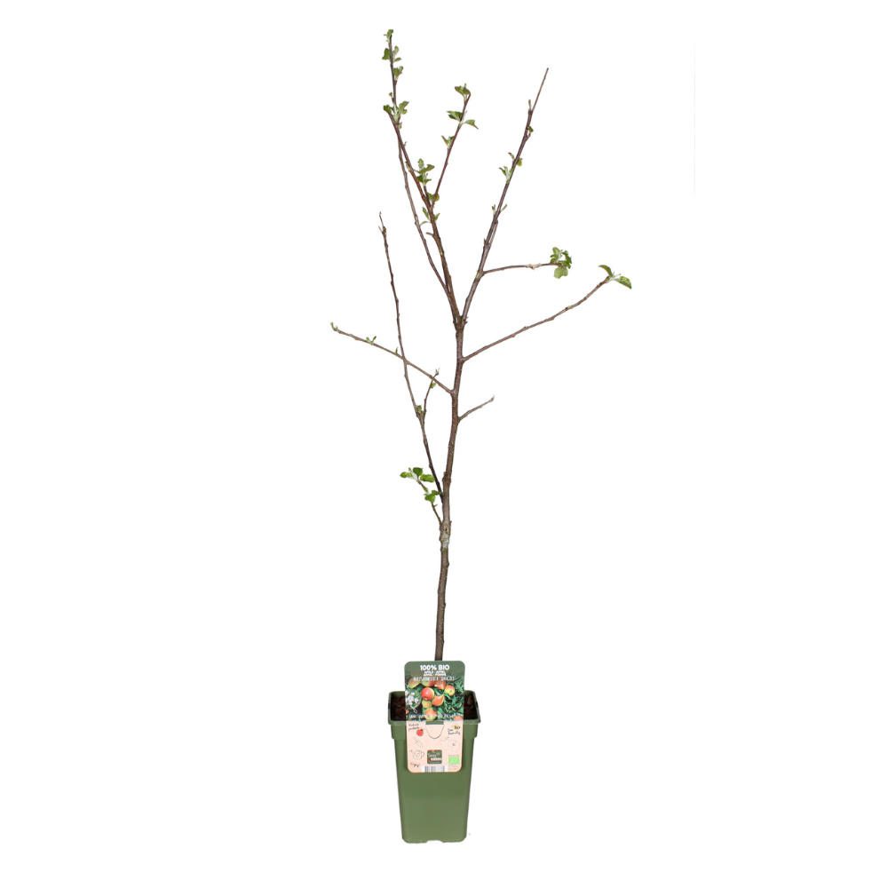 Malus Domestica Jonagold Apfelbaum