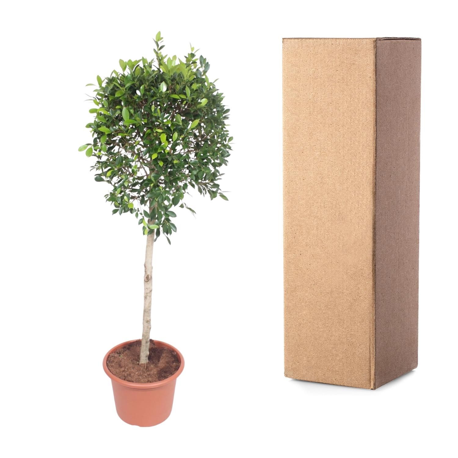 Ficus Nitida Baum für Innenräume