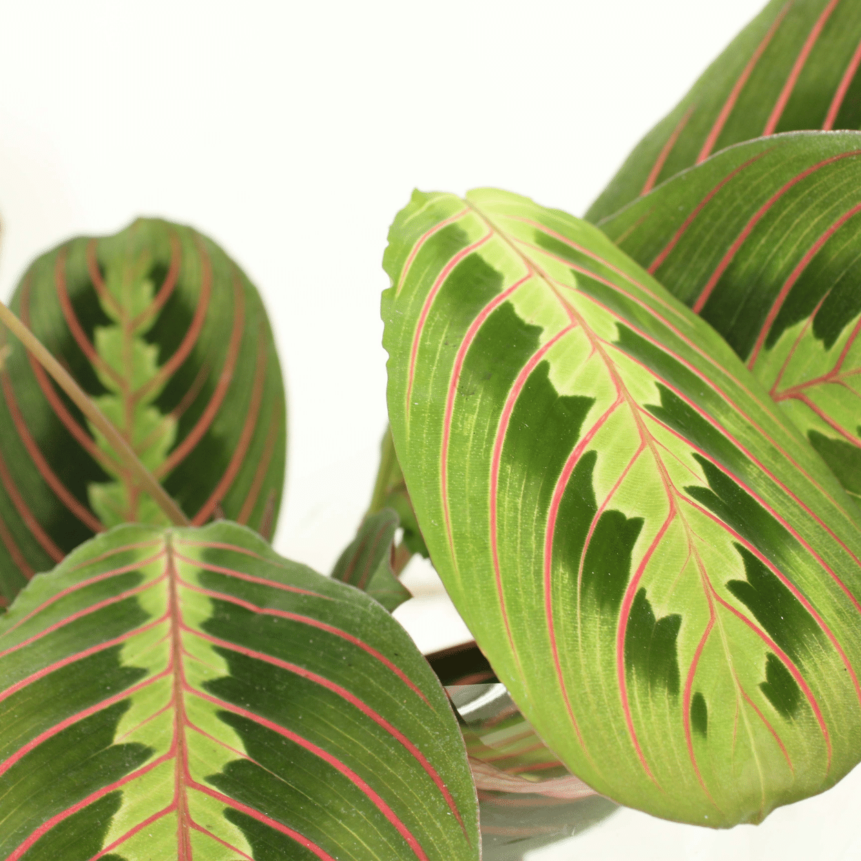 Maranta Fascinator Zimmerpflanze mit auffälligem Laub