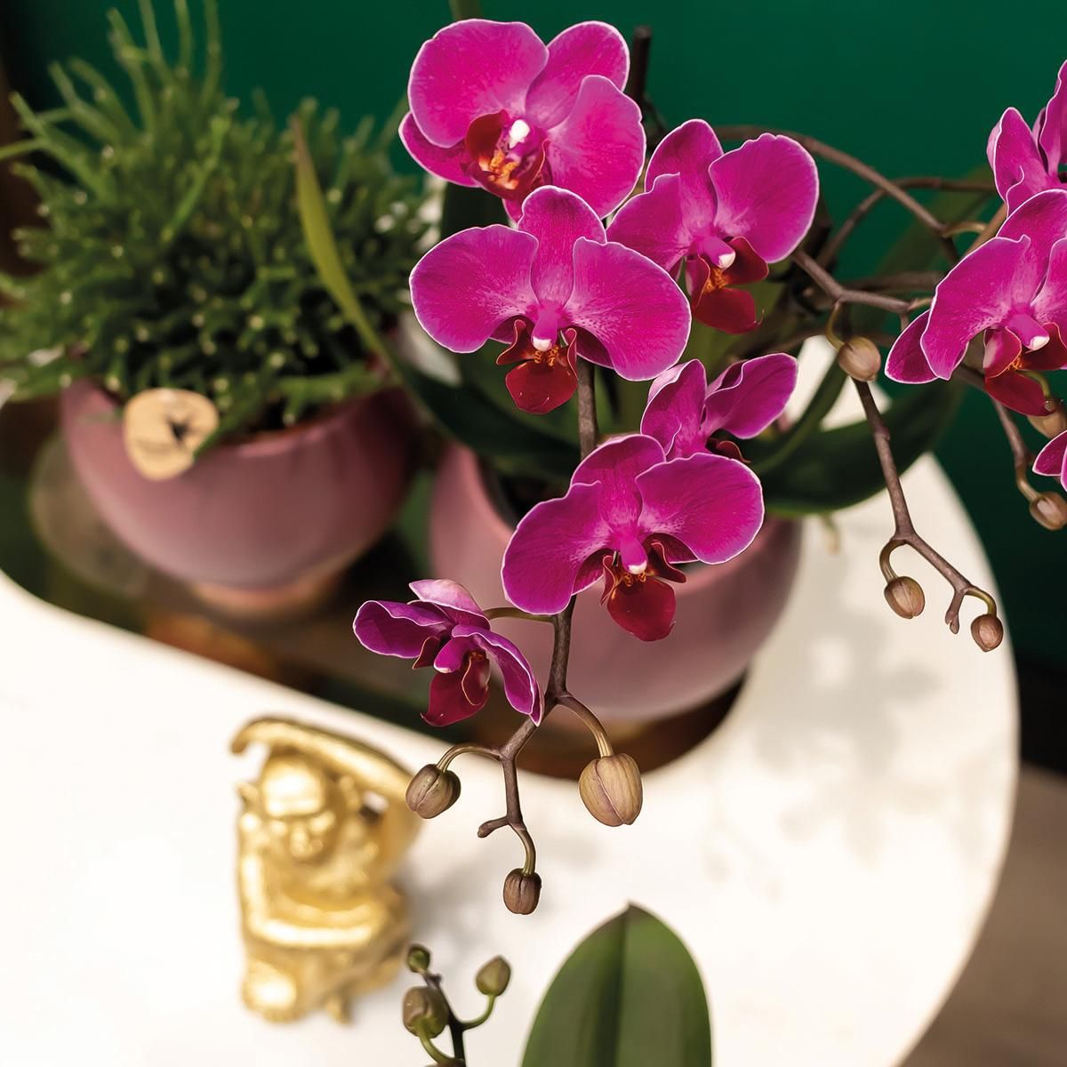 Phalaenopsis Orchidee lila – blühende Zimmerpflanze