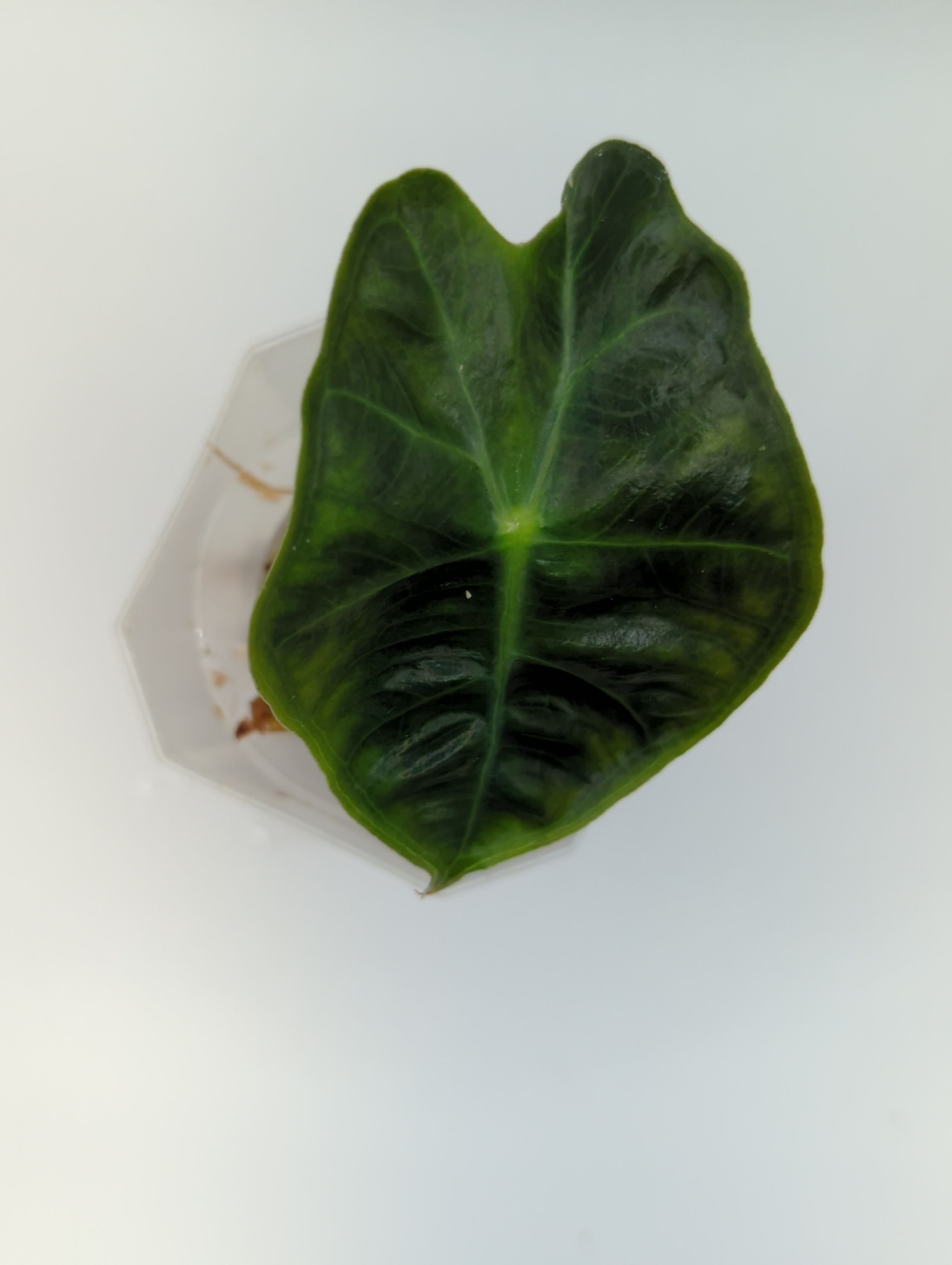 Alocasia sanderiana Dwarf Amazonica