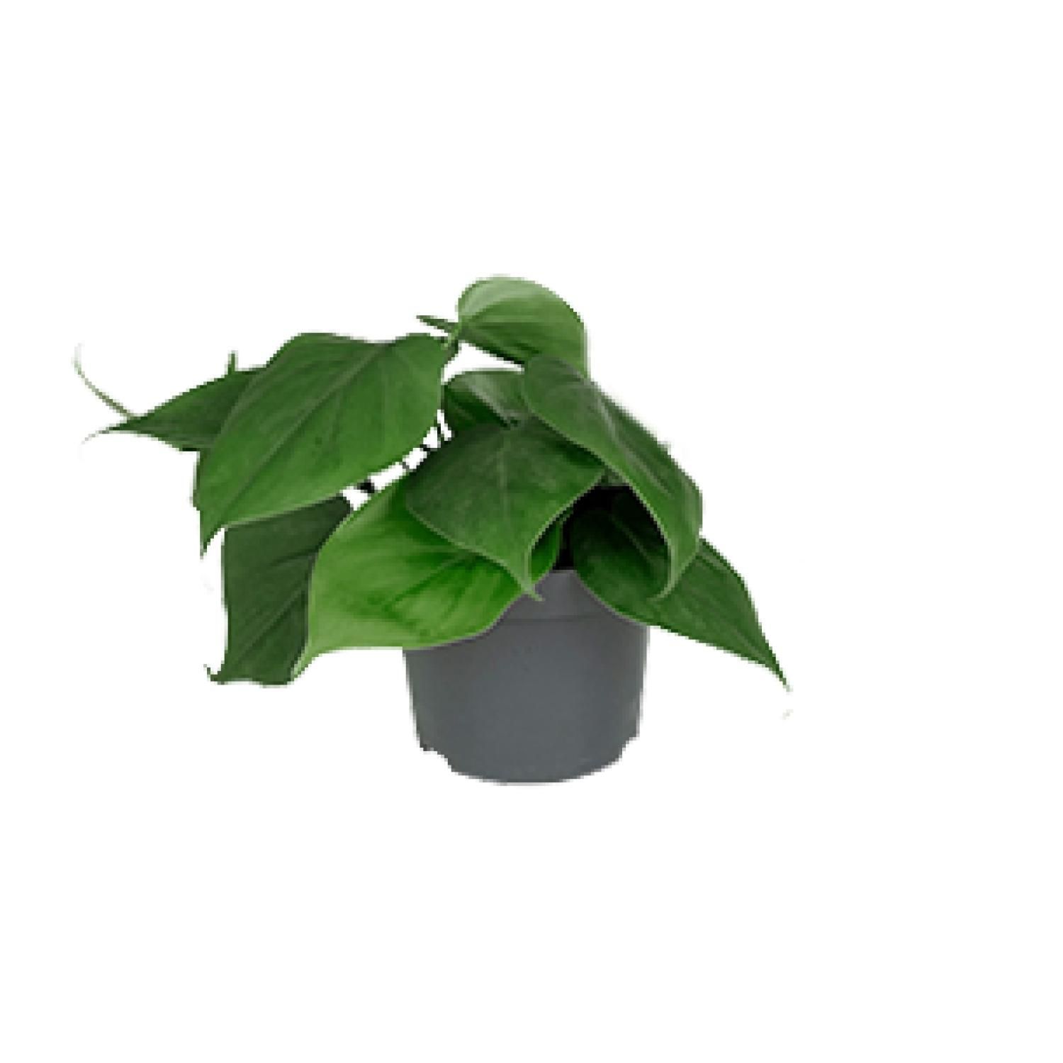 Philodendron Scandens Zimmerpflanze