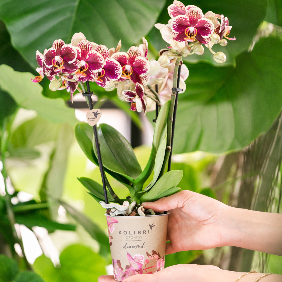 Phalaenopsis Orchideen Duo aus der Diamond Linie