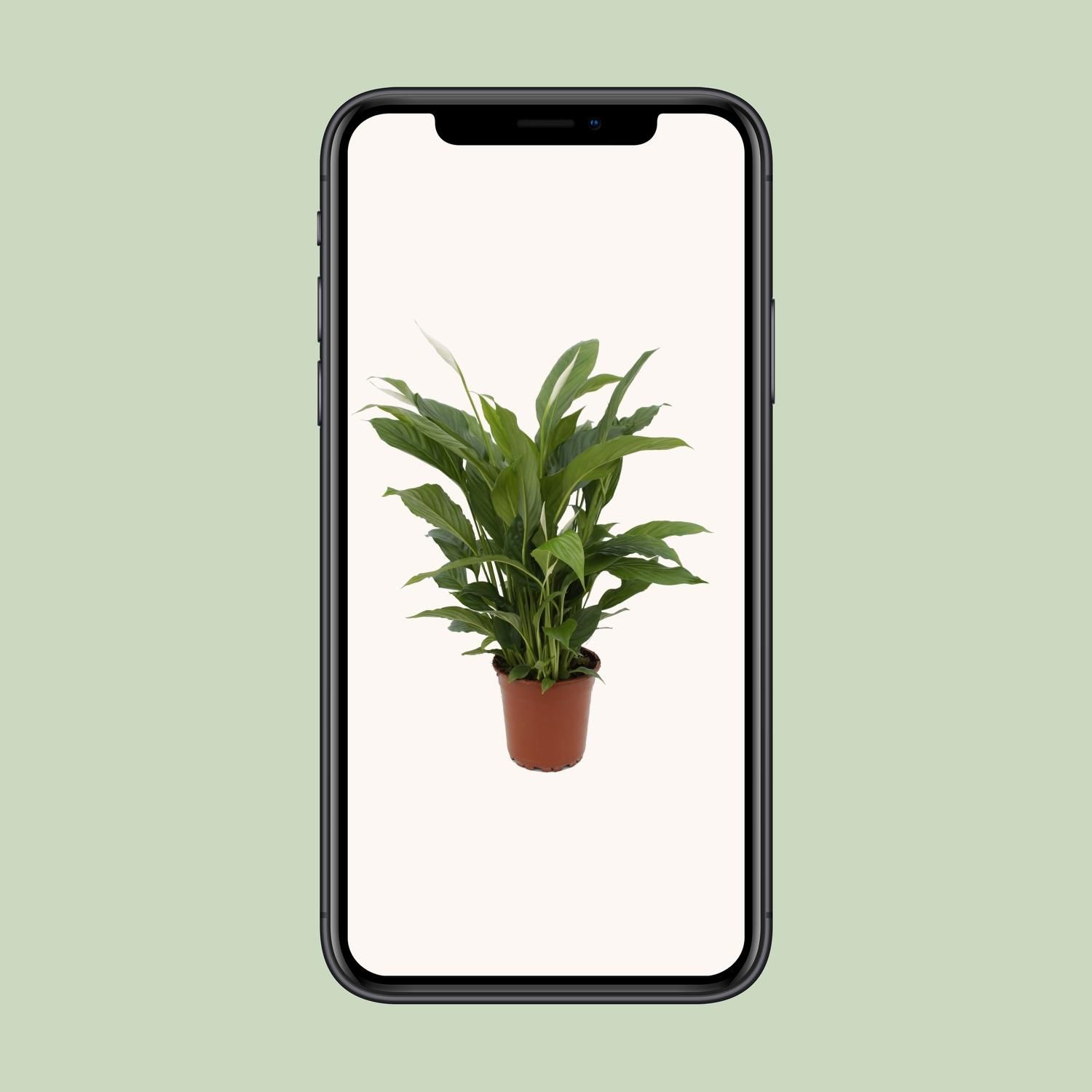 Spathiphyllum Torelli Friedenslilie Zimmerpflanze