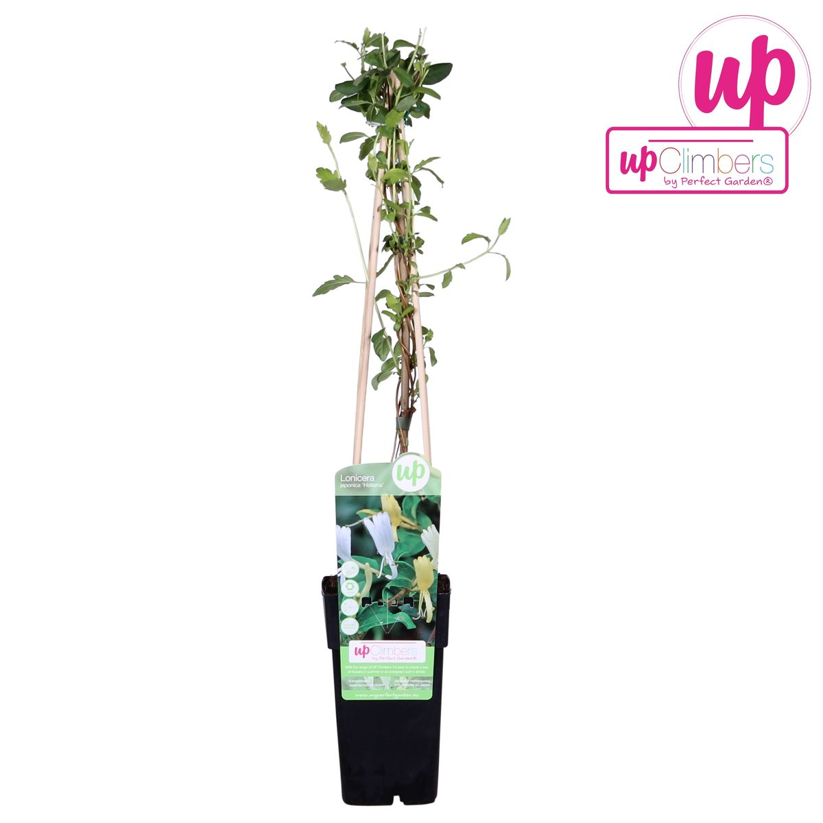 Lonicera japonica Halliana Geißblatt weiß