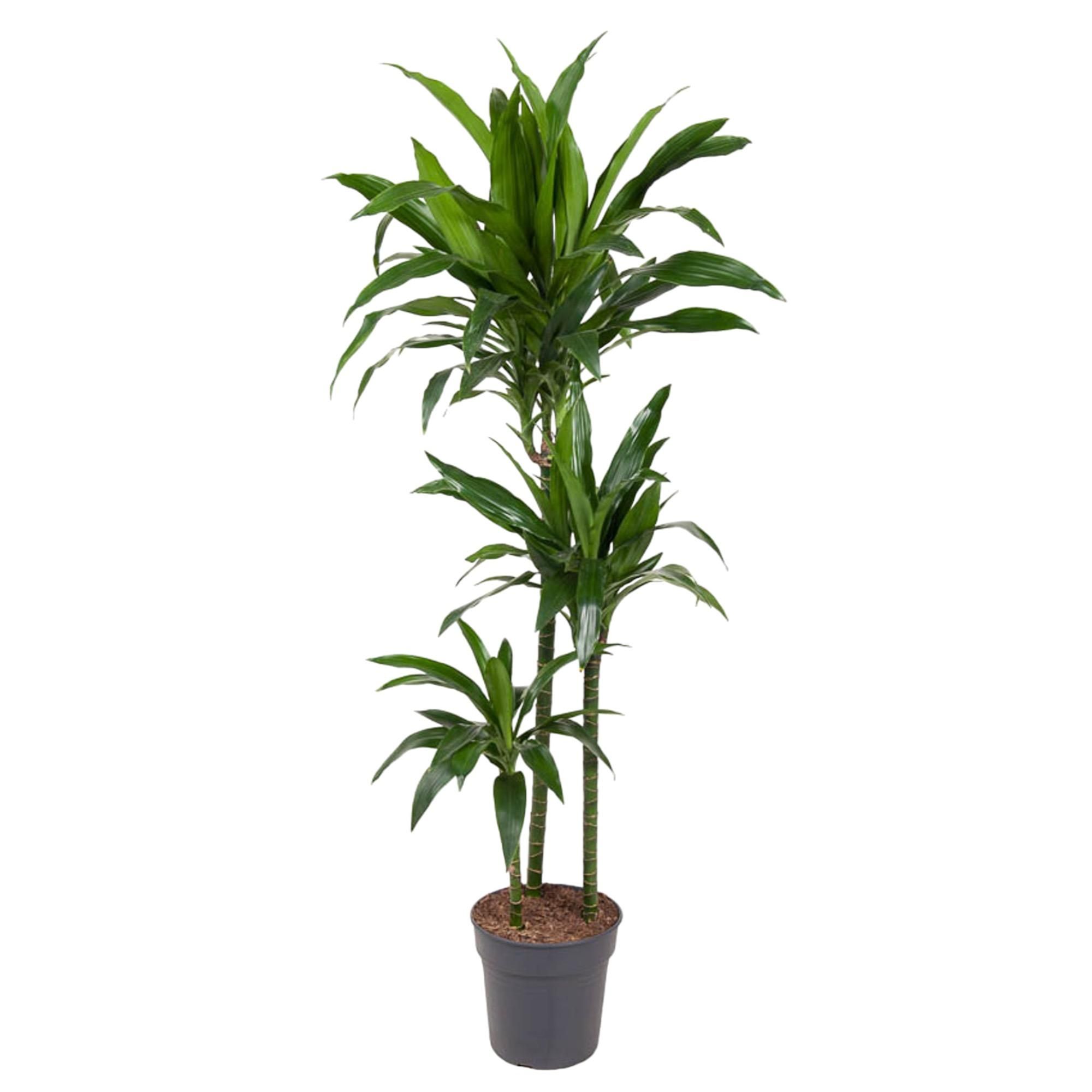Dracaena Janet Craig Zimmerpflanze