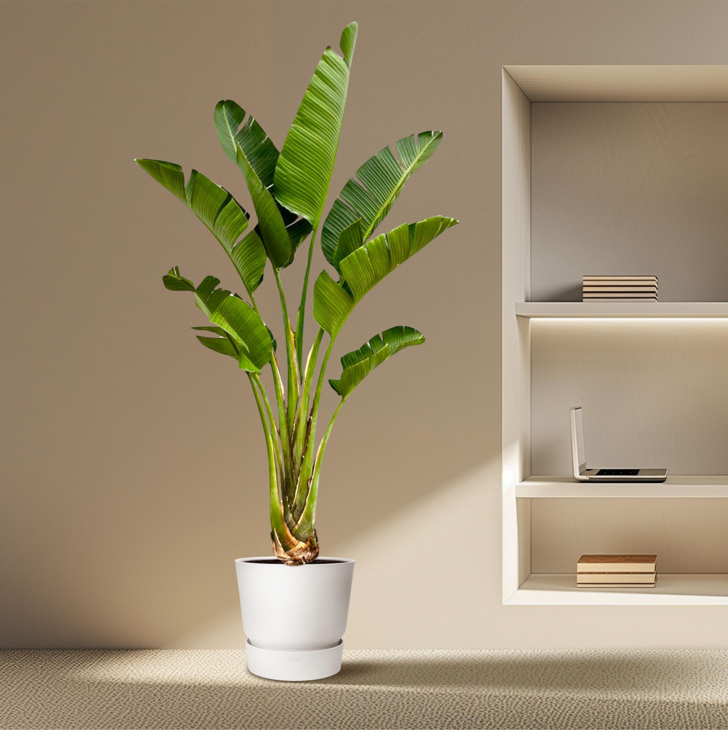 Strelitzia Augusta Weiße Paradiesvogelpflanze
