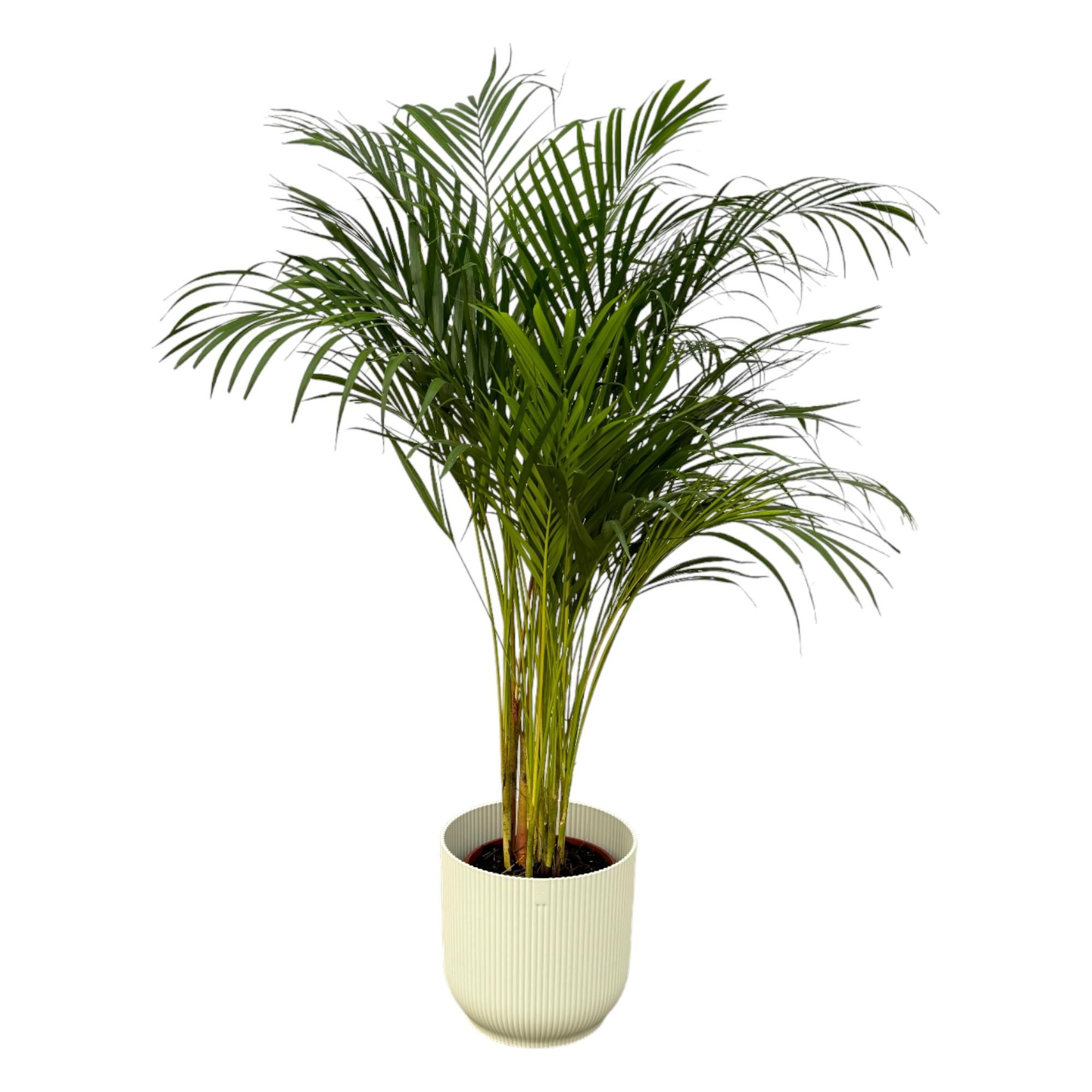 Areca Palme im eleganten Design