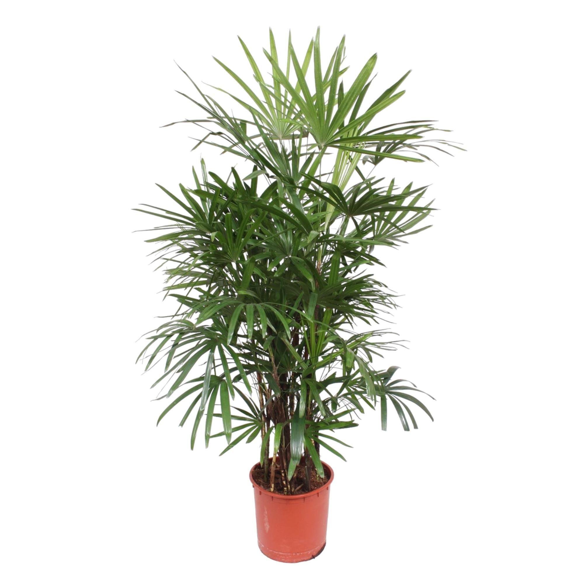Rhapis Excelsa Damenpalme elegant grün