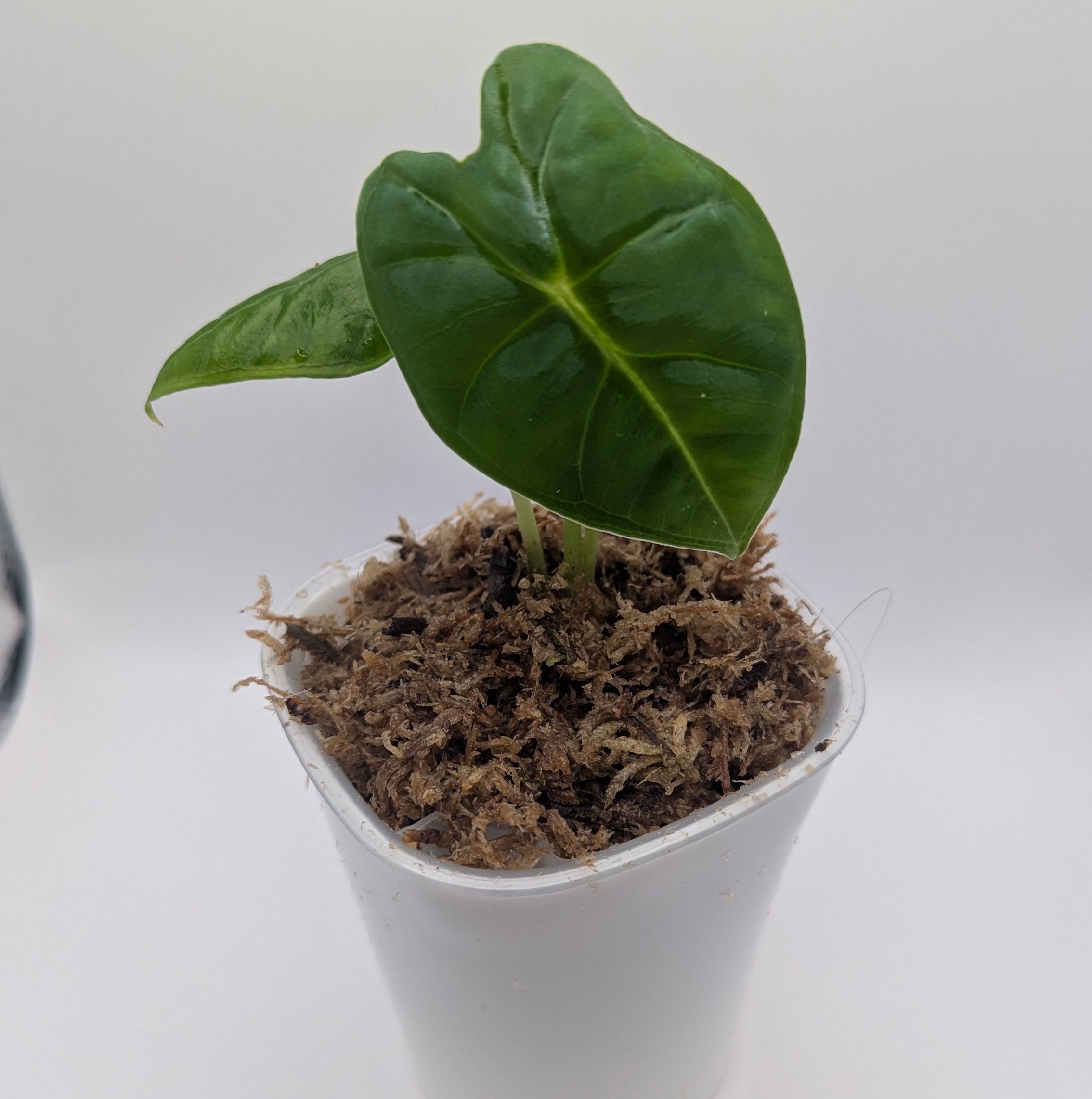 Alocasia micholitziana frydek