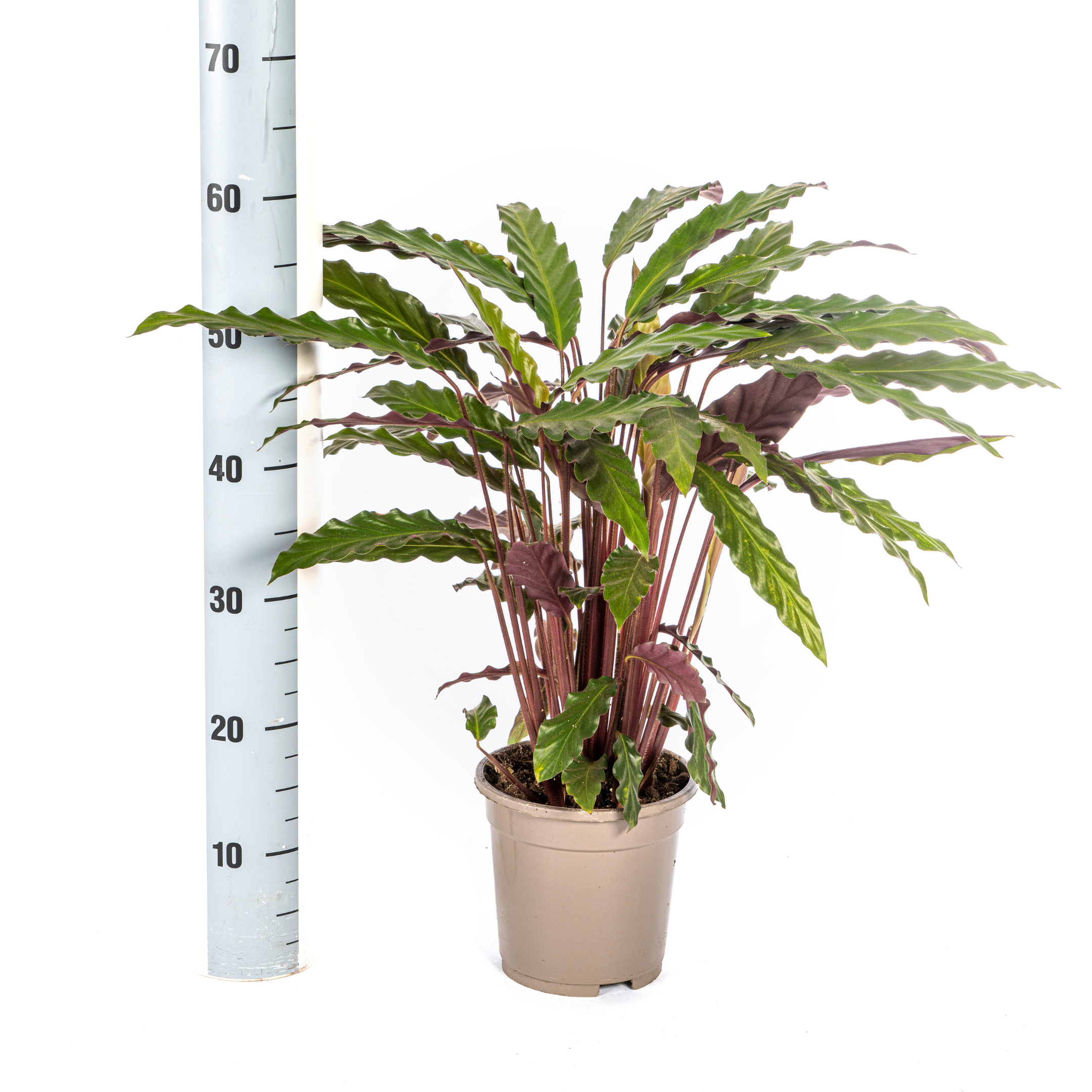 Calathea Rufibarba | Wellenblatt | Ø 17cm | 40-50cm Hoch