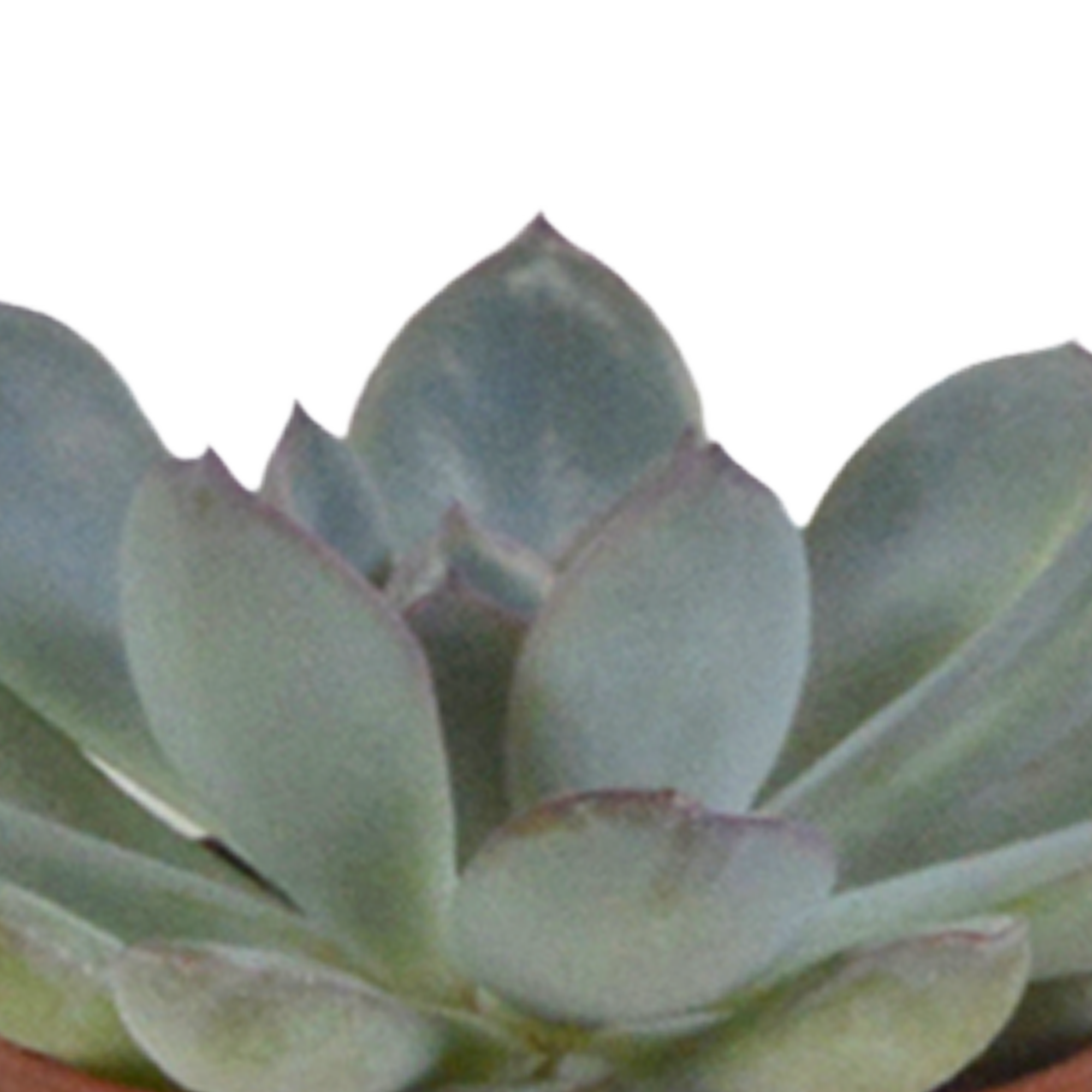 Sukkulenten Mix 5.5 cm â€“ 5er Set â€“ im weißen Topf