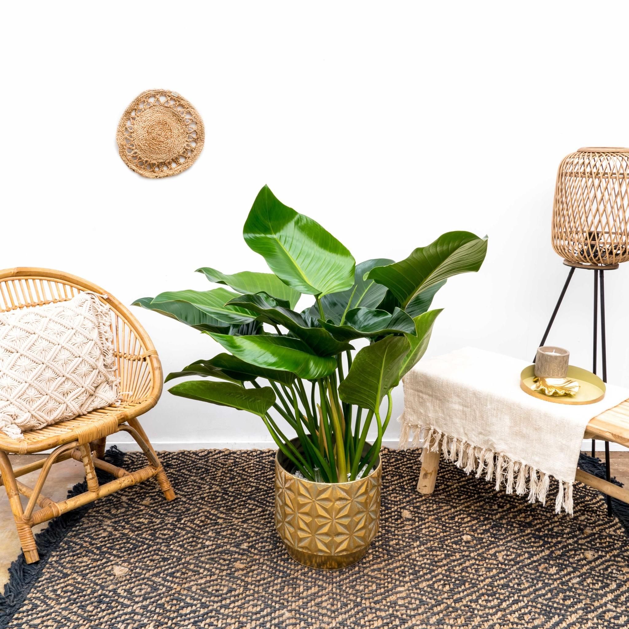 Philodendron Green Beauty Zimmerpflanze