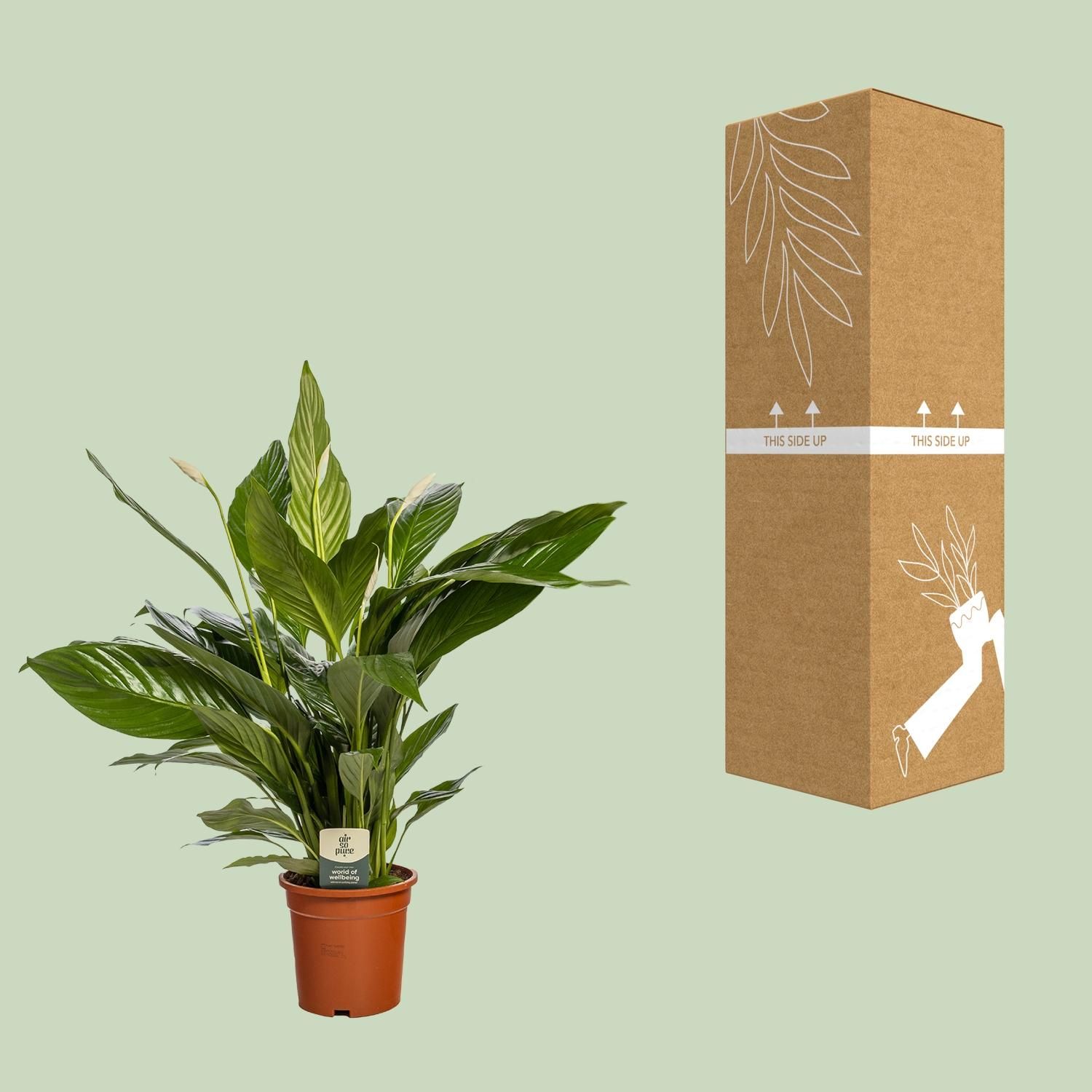 Spathiphyllum Bingo Cupido Zimmerpflanze