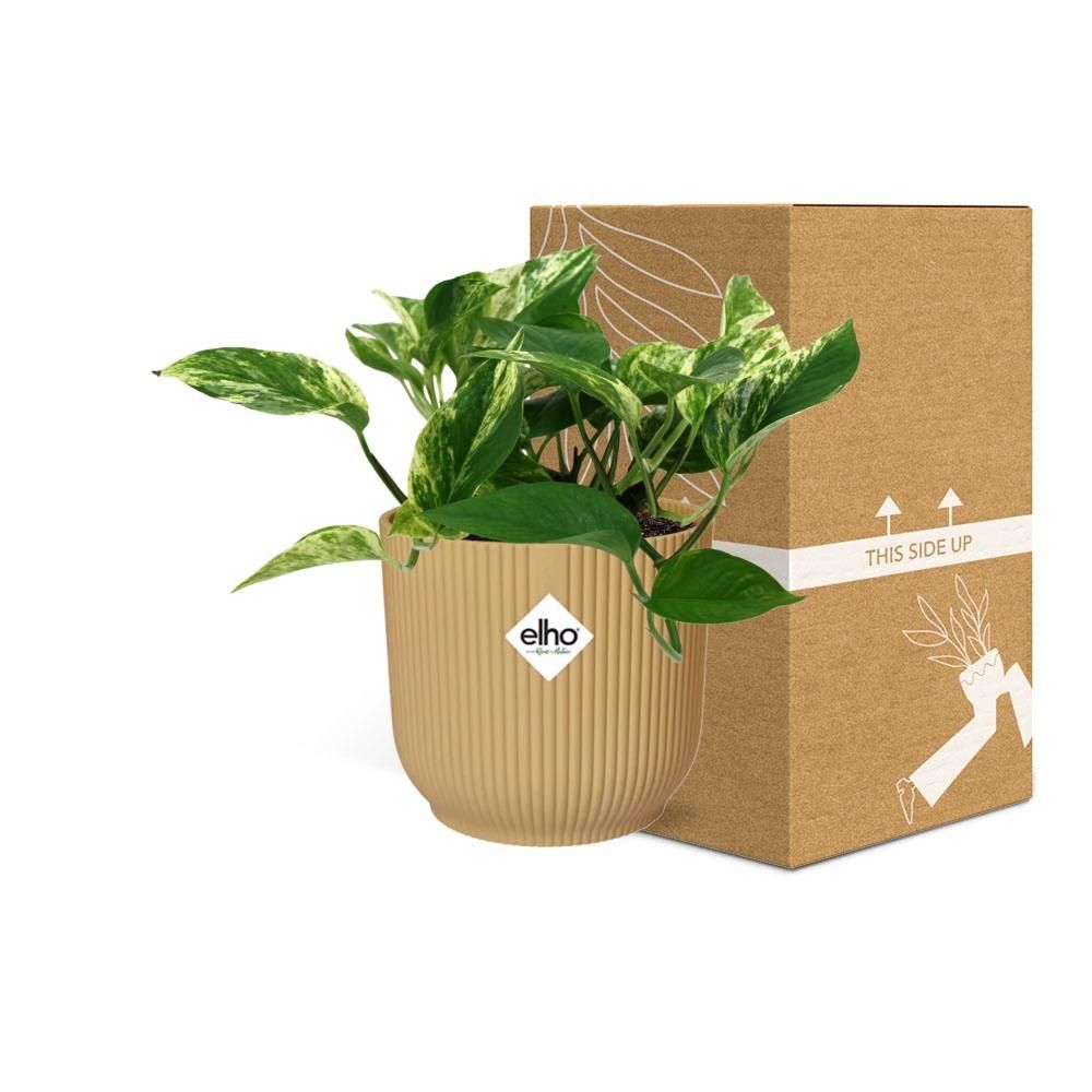 Scindapsus Marble Queen Zimmerpflanze im ELHO Vibes Fold Topf