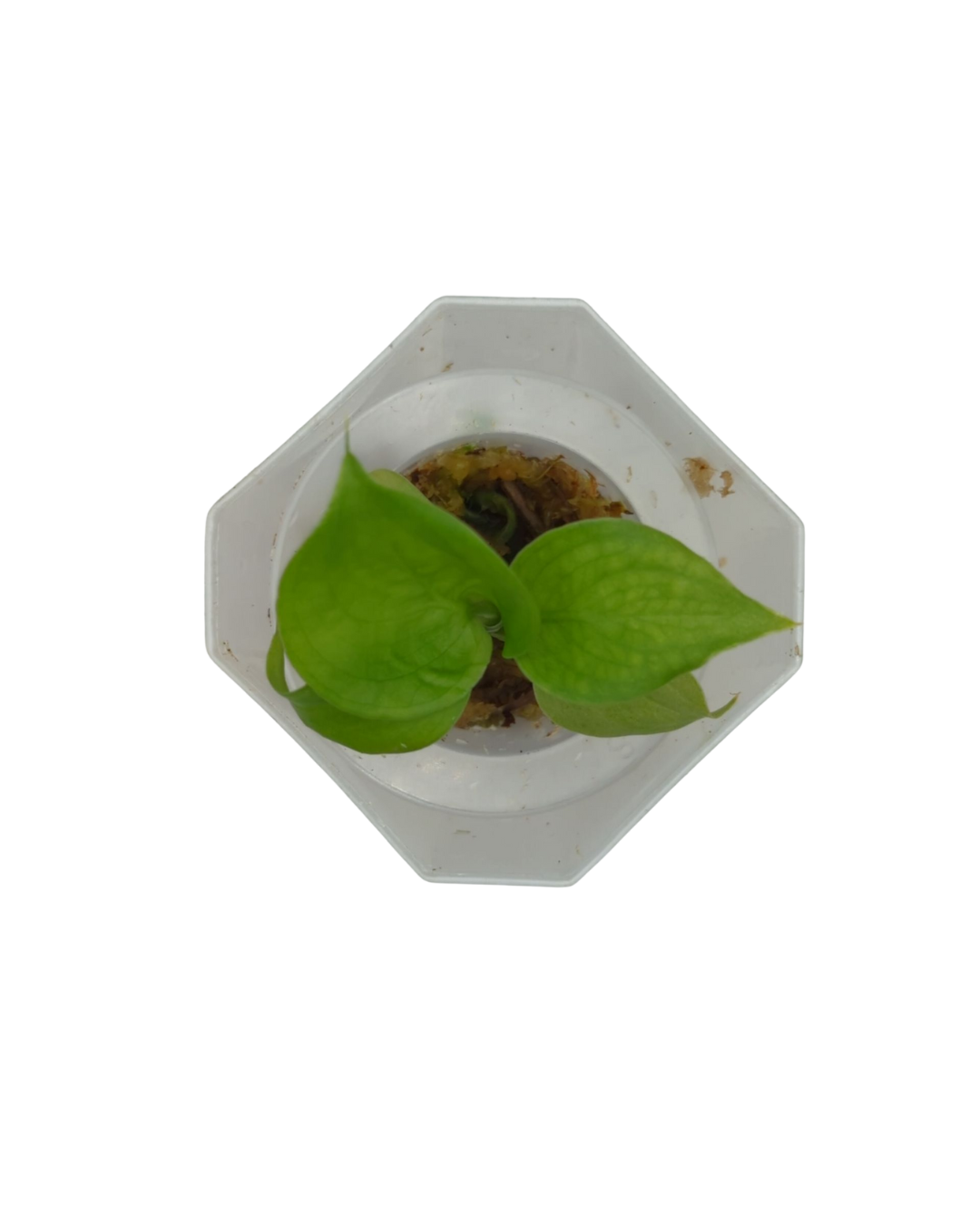 Dieffenbachia amoena avocado