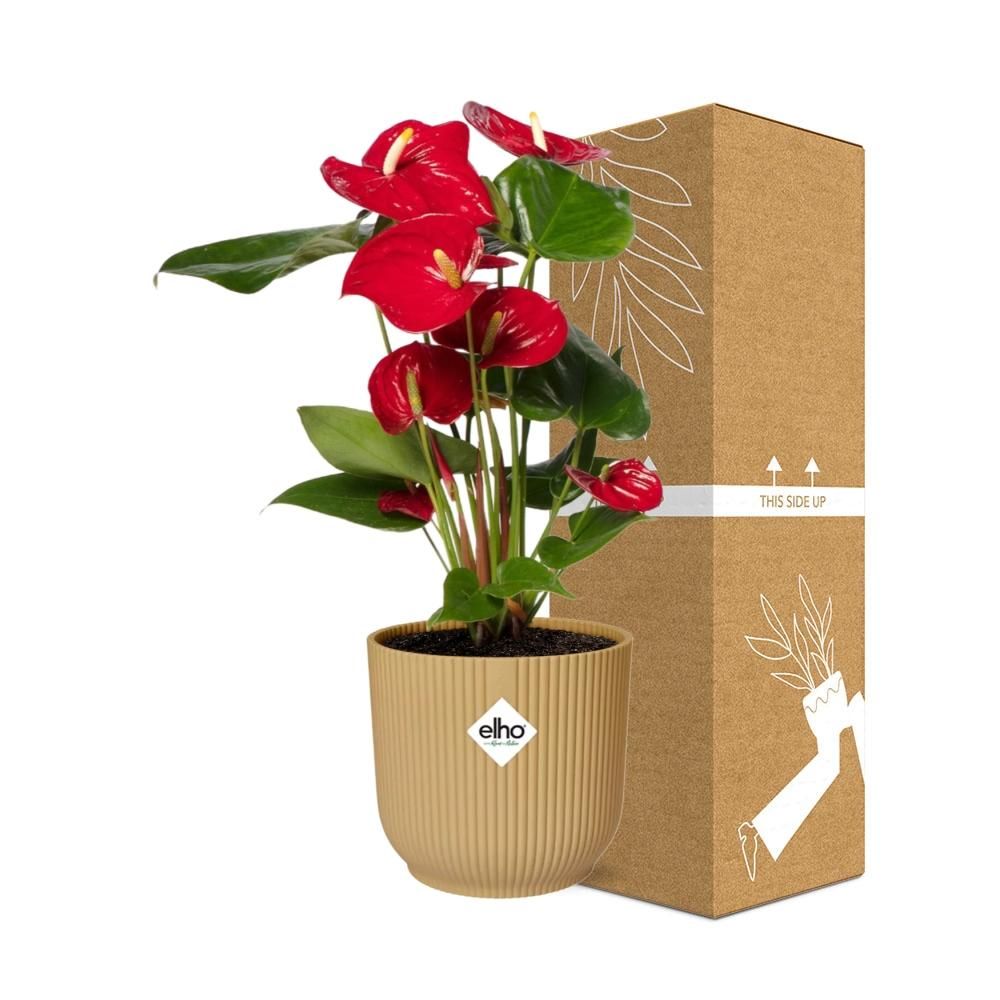Anthurium Rotes Herz in Gelbem ELHO Vibes Fold Übertopf