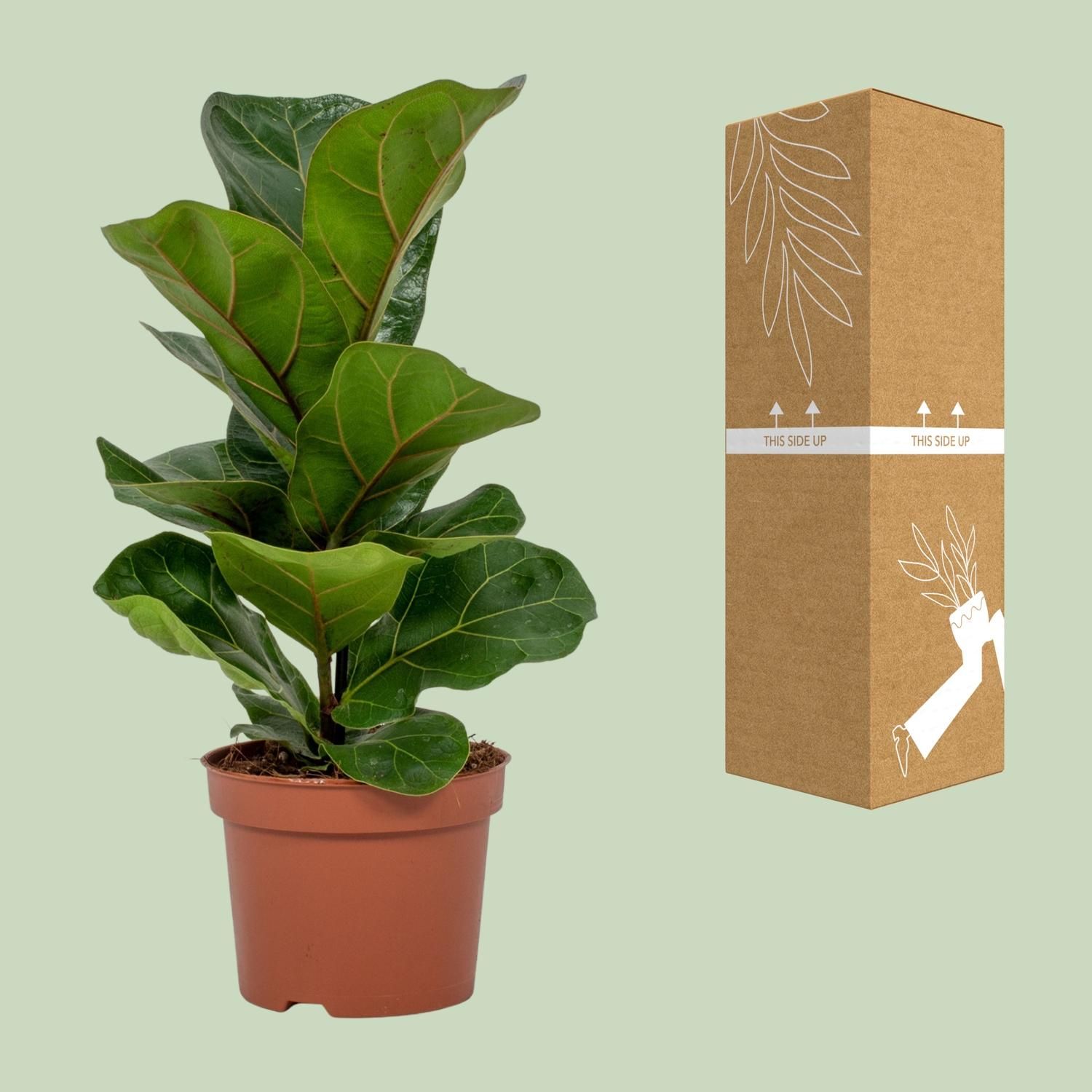 Ficus Lyrata - Elegante Geigenfeige für Innenräume