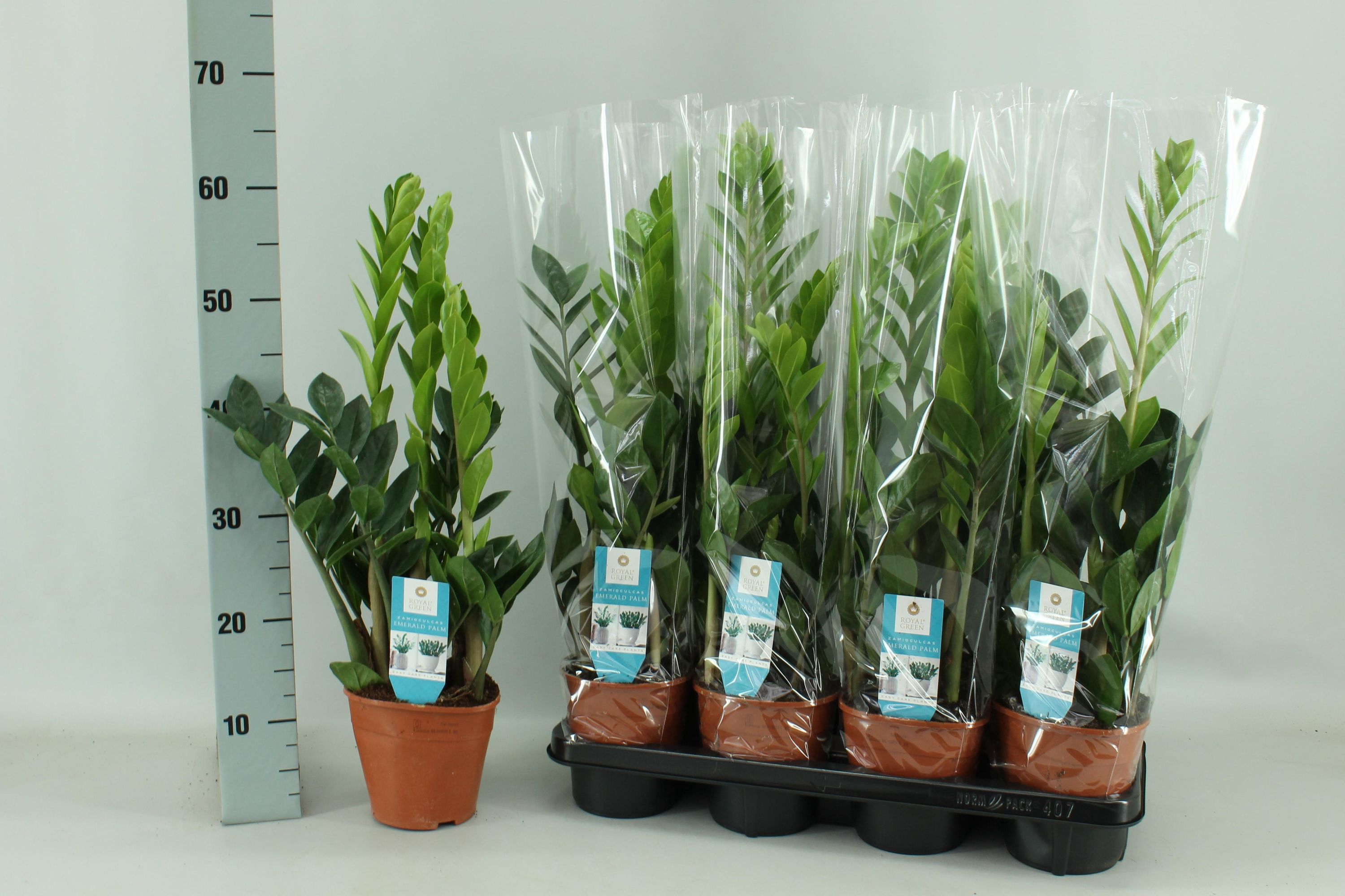 Zamioculcas Zimmerpflanze